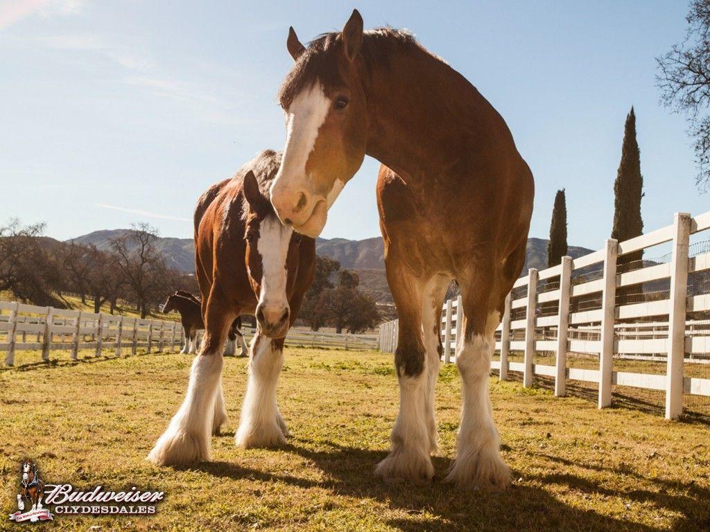 1024x768 Budweiser Clydesdales Farm. Clydesdale horses, Clydesdale horses budweiser, Horses