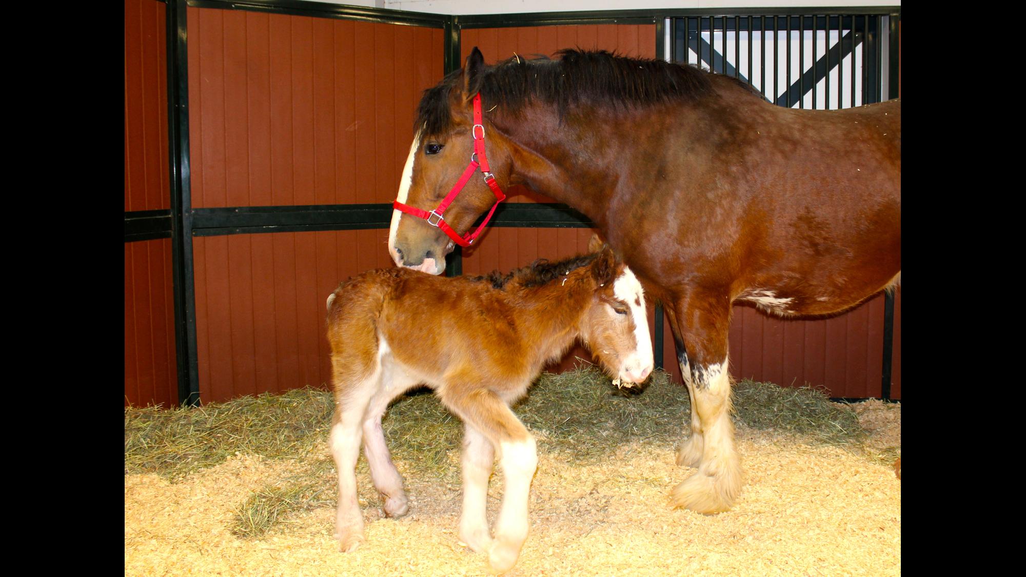 2000x1125 Budweiser Clydesdales welcome a new baby