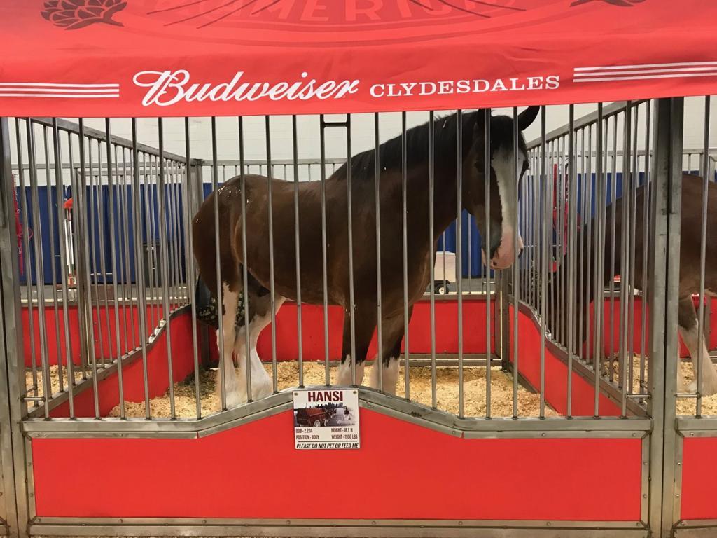 1024x768 PHOTOS: Clemson parade featuring Budweiser Clydesdales brings thousands of fans to Tigertown