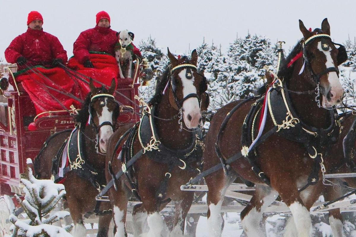 1200x800 Budweiser Clydesdales Celebrate 83rd Anniversary With Anheuser Busch