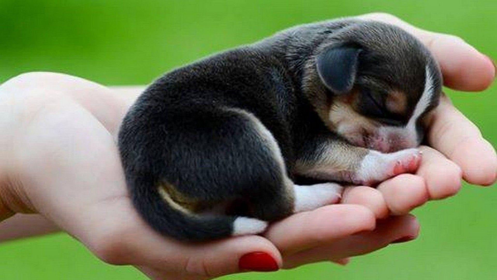 1920x1080 Best Cute Puppies Wallpaper. Best HD Wallpaper. Cute puppy wallpaper, Cute puppies, Cute animals with funny captions