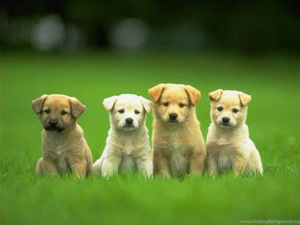 1024x768 Cute Puppies Wallpaper HD Wallpaper PowerballForLife Desktop Background