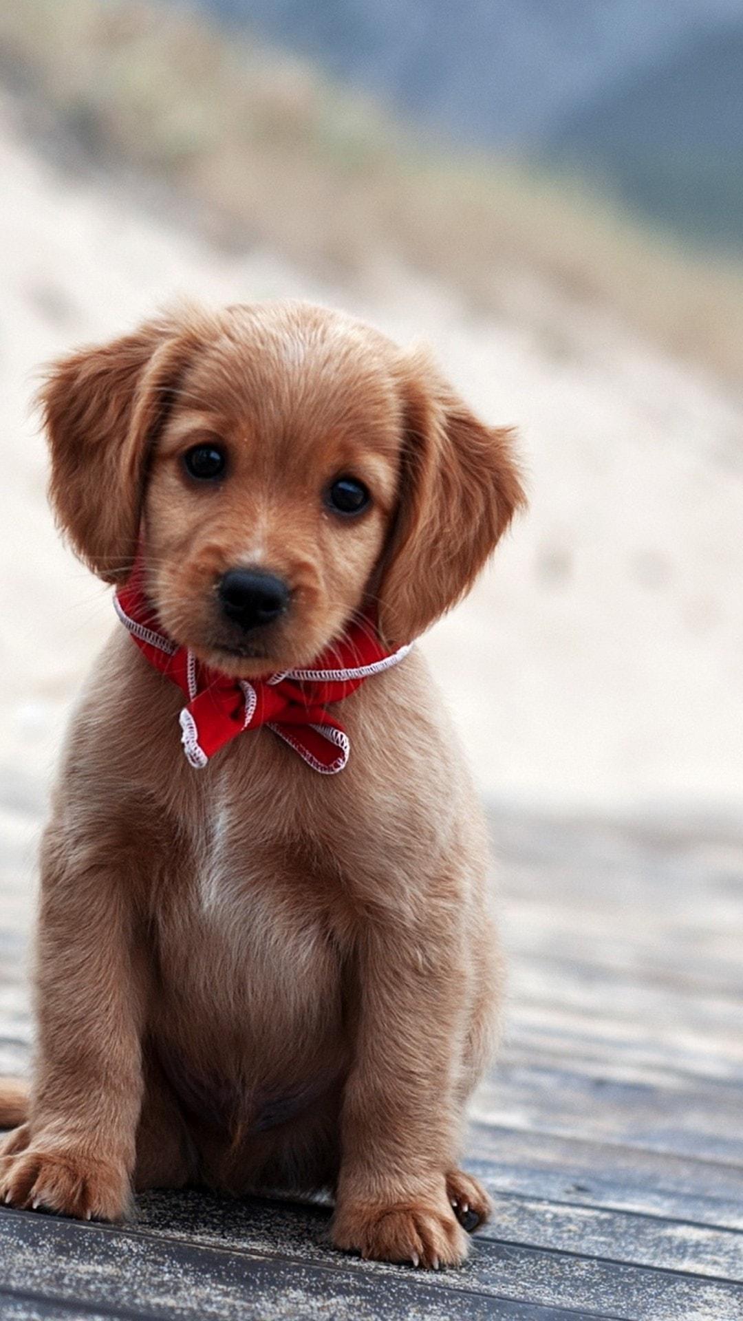 1080x1920 Puppy Wallpaper