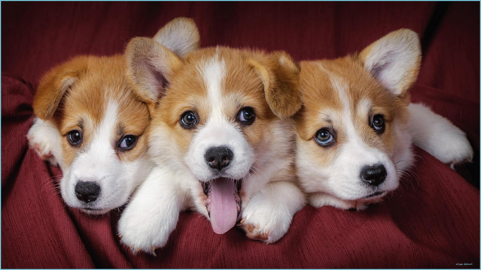 1862x1047 Free Download HD Cute Puppy Background [12x12] For Your Puppy Background