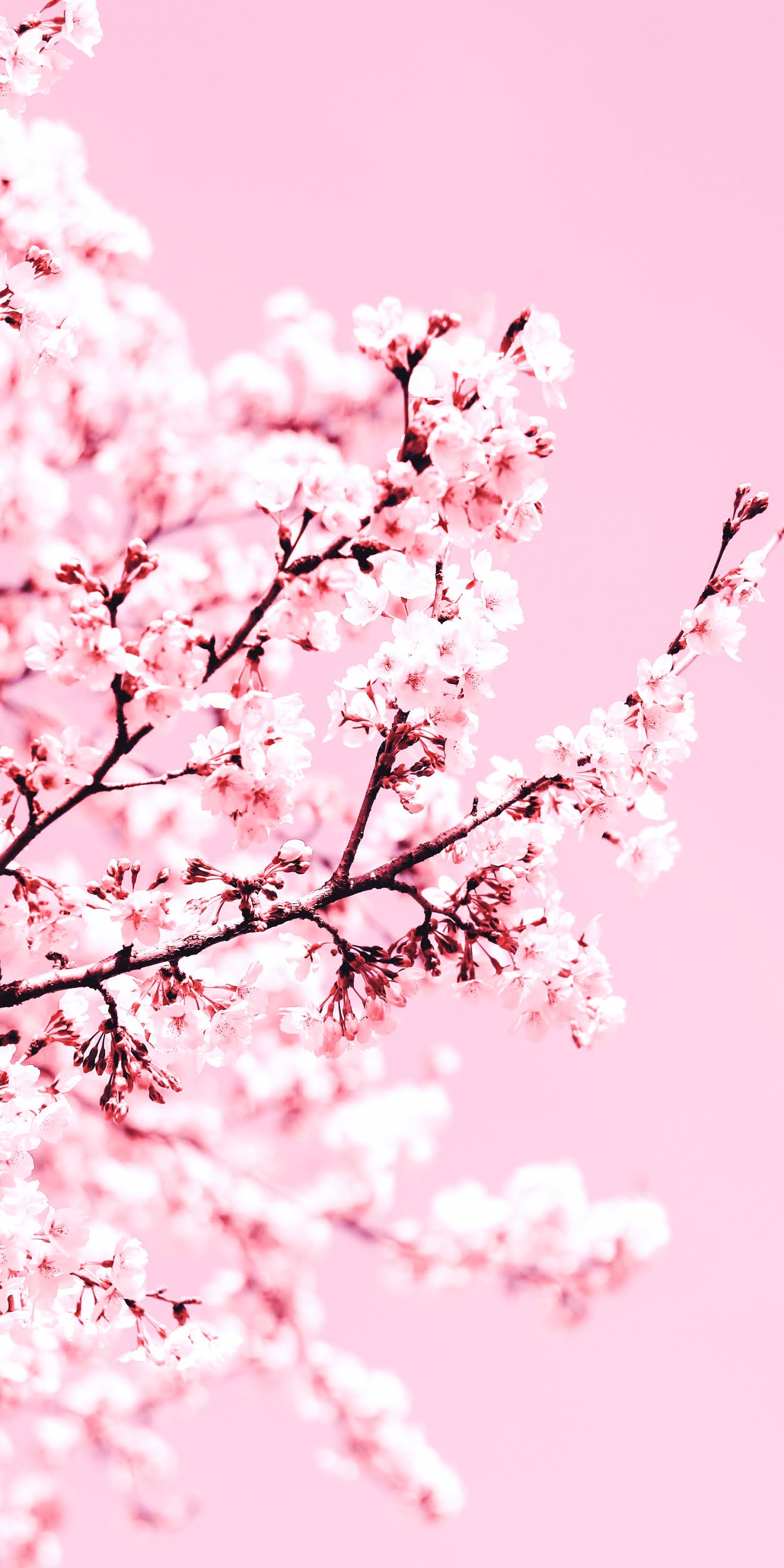 1254x2508 Cherry blossom wallpaper aesthetic