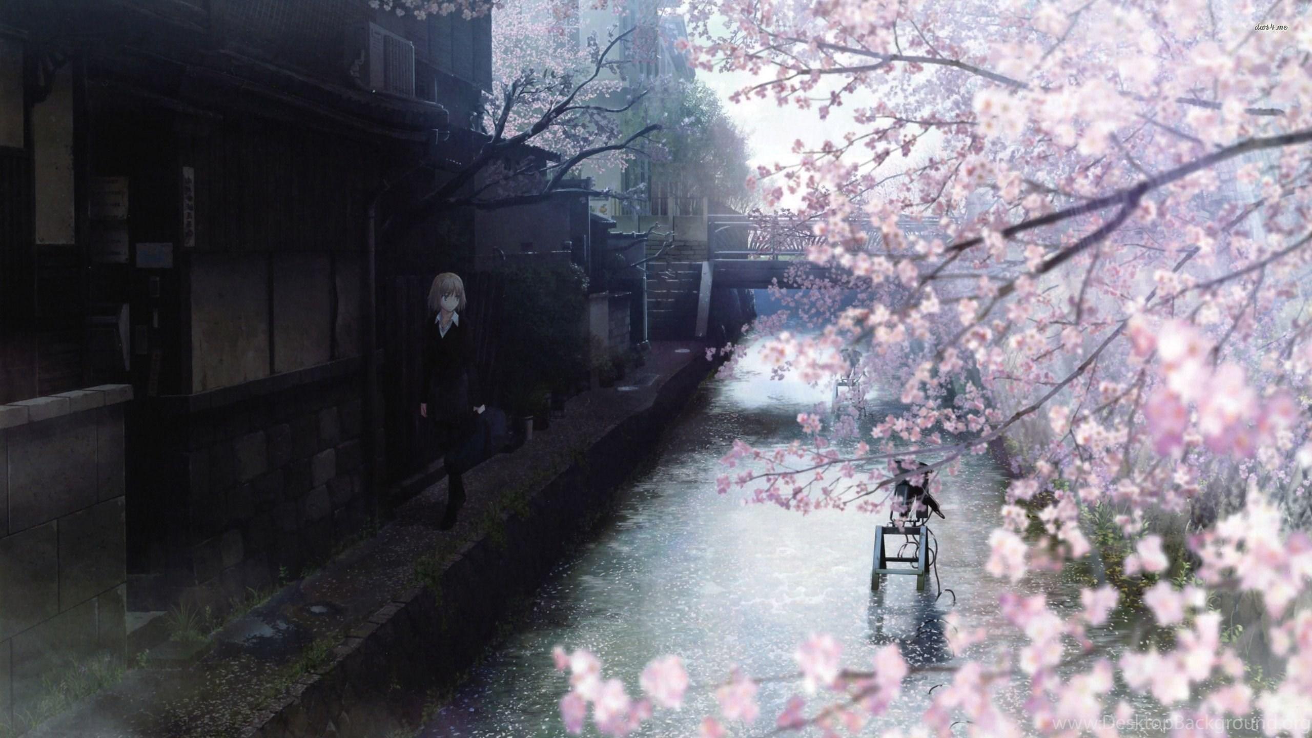 2560x1440 Walking On The Cherry Blososm Filled Tree Wallpaper Anime. Desktop Background
