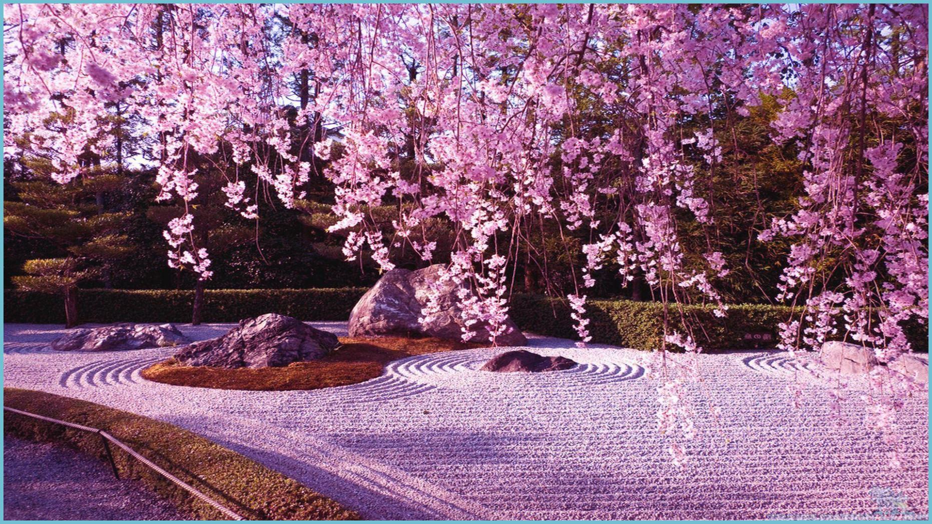 1862x1047 Cherry Trees Wallpaper Blossom Tree Wallpaper