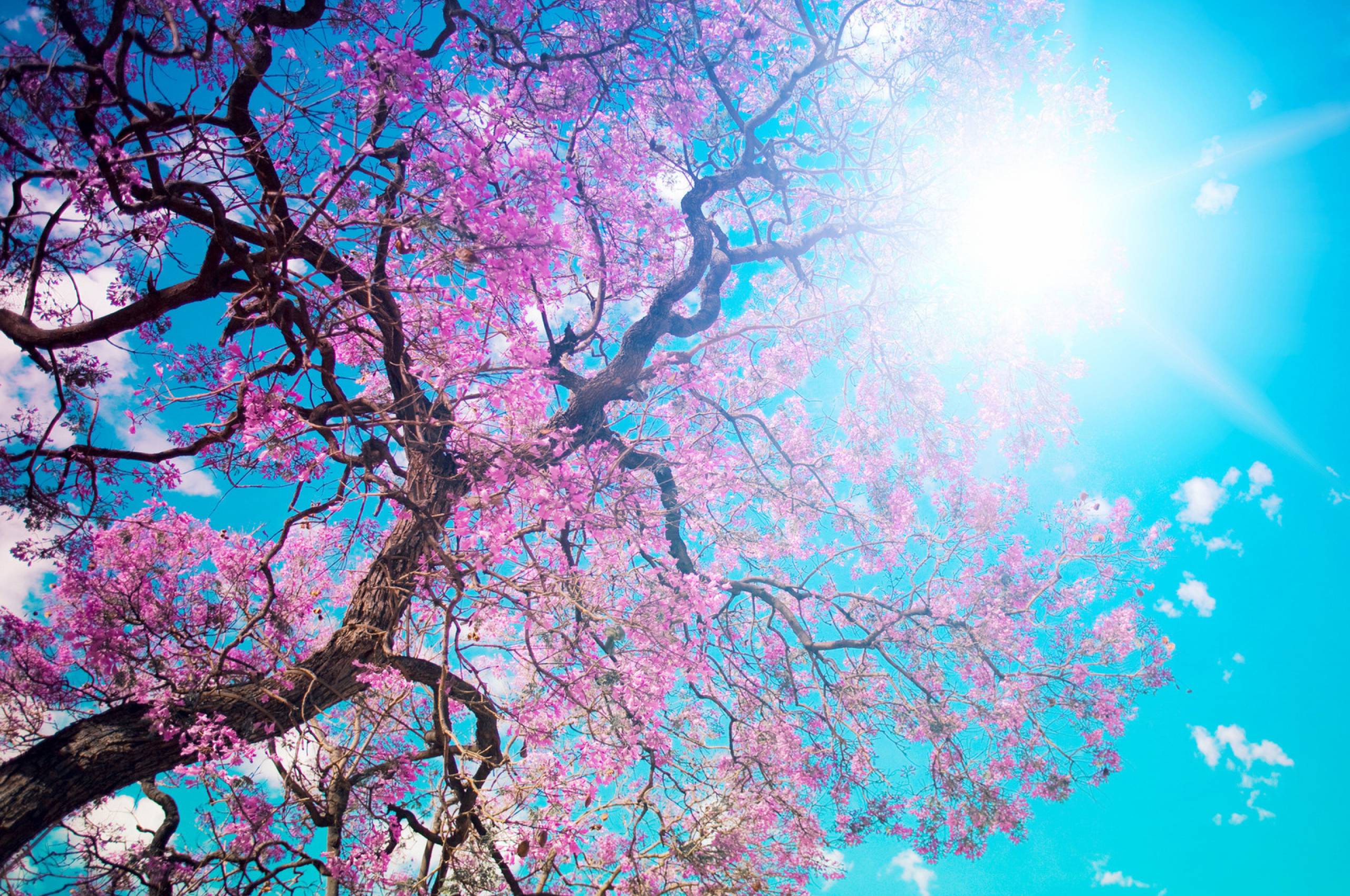 2560x1700 O Hanami, Blossom Festival And To Enjoy The Cherry Blossoms, Japan Chromebook Pixel Wallpaper, HD Nature 4K Wallpaper, Image, Photo And Background