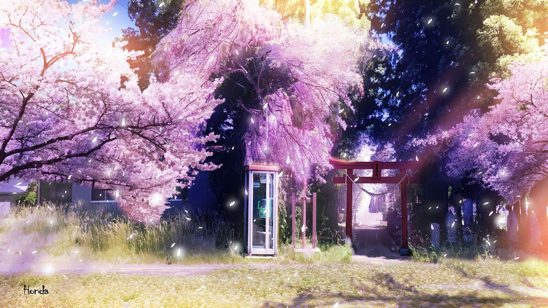 1920x1080 Anime Cherry Blossom Wallpaper