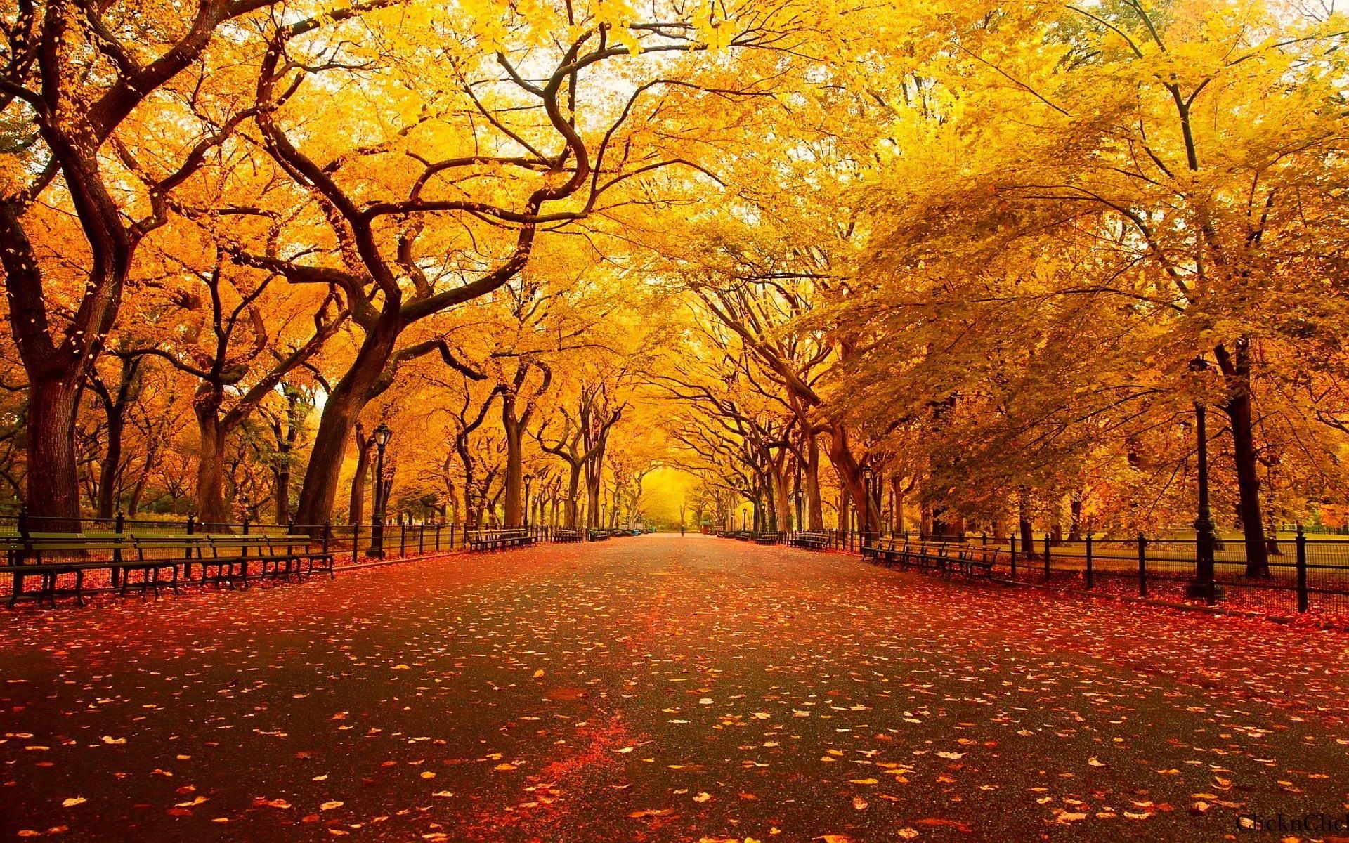 Download wallpaper 1280x800 bench, autumn, park, foliage widescreen 16:10  hd background