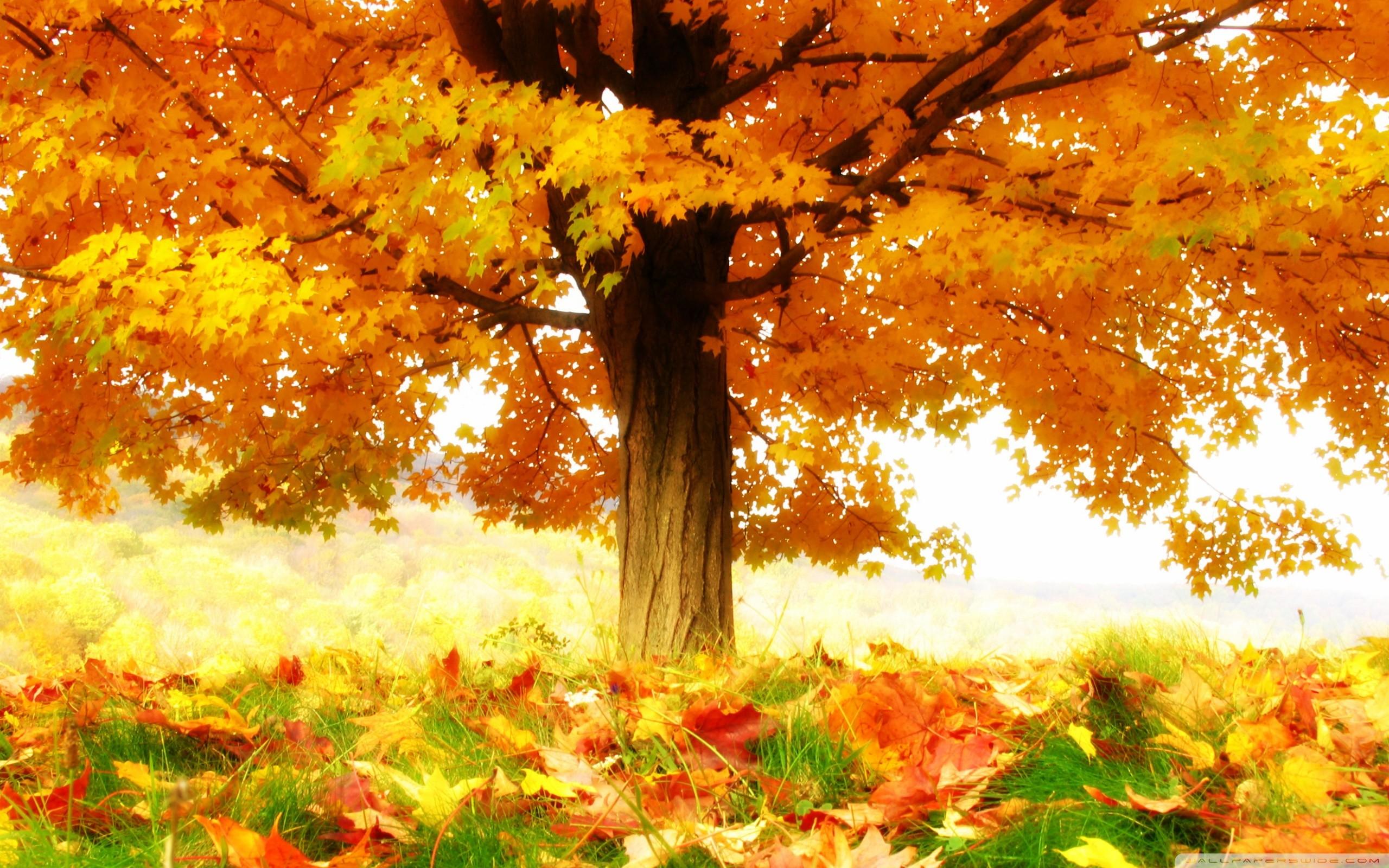 Wallpaper girl, leaves, autumn, anime hd, picture, image