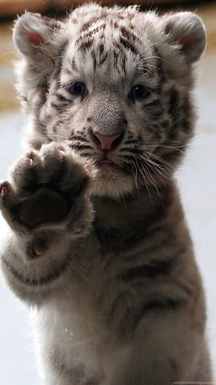 720x1280 White Baby Tiger Galaxy S3 Wallpaper (720x1280) Desktop Background