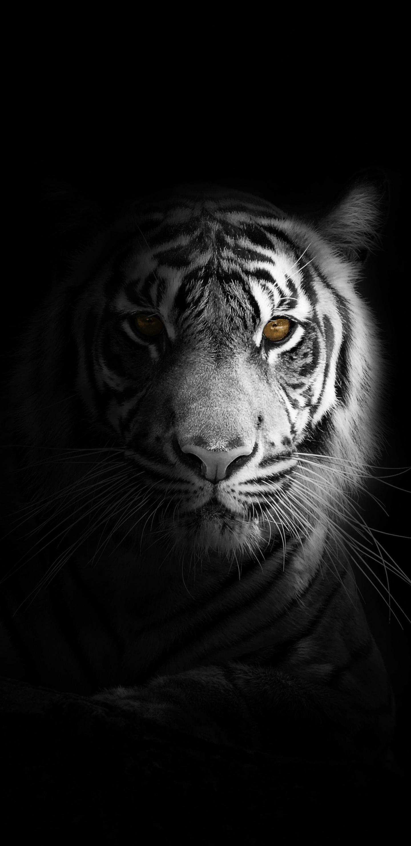 1440x2960 Download Portrait, minimal, white tiger, dark wallpaper, 1440x Samsung Galaxy S Samsung Galaxy S8 Plus