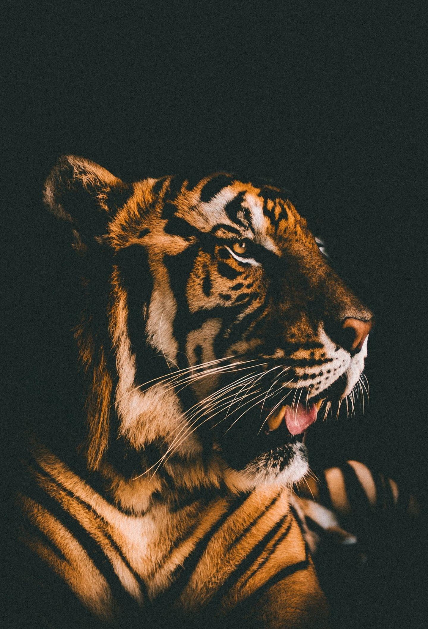 1440x2117 Download 1440x2960 wallpaper tiger, muzzle, relaxed, predator, samsung galaxy s samsung galaxy s8 plus, 1440x2960 HD image, background, 2774
