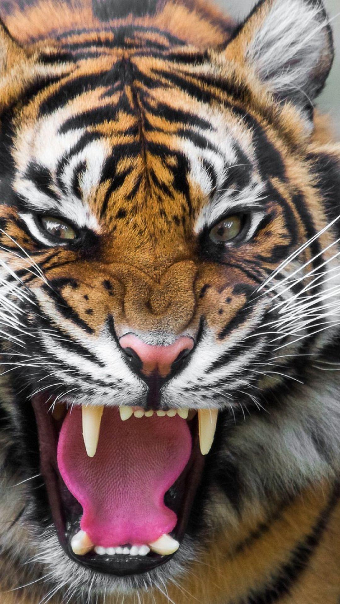 1080x1920 Wallpaper Samsung Galaxy Note 3 Awesome Hi Quality 1080p Tiger Wallpaper iPhone HD Wallpaper