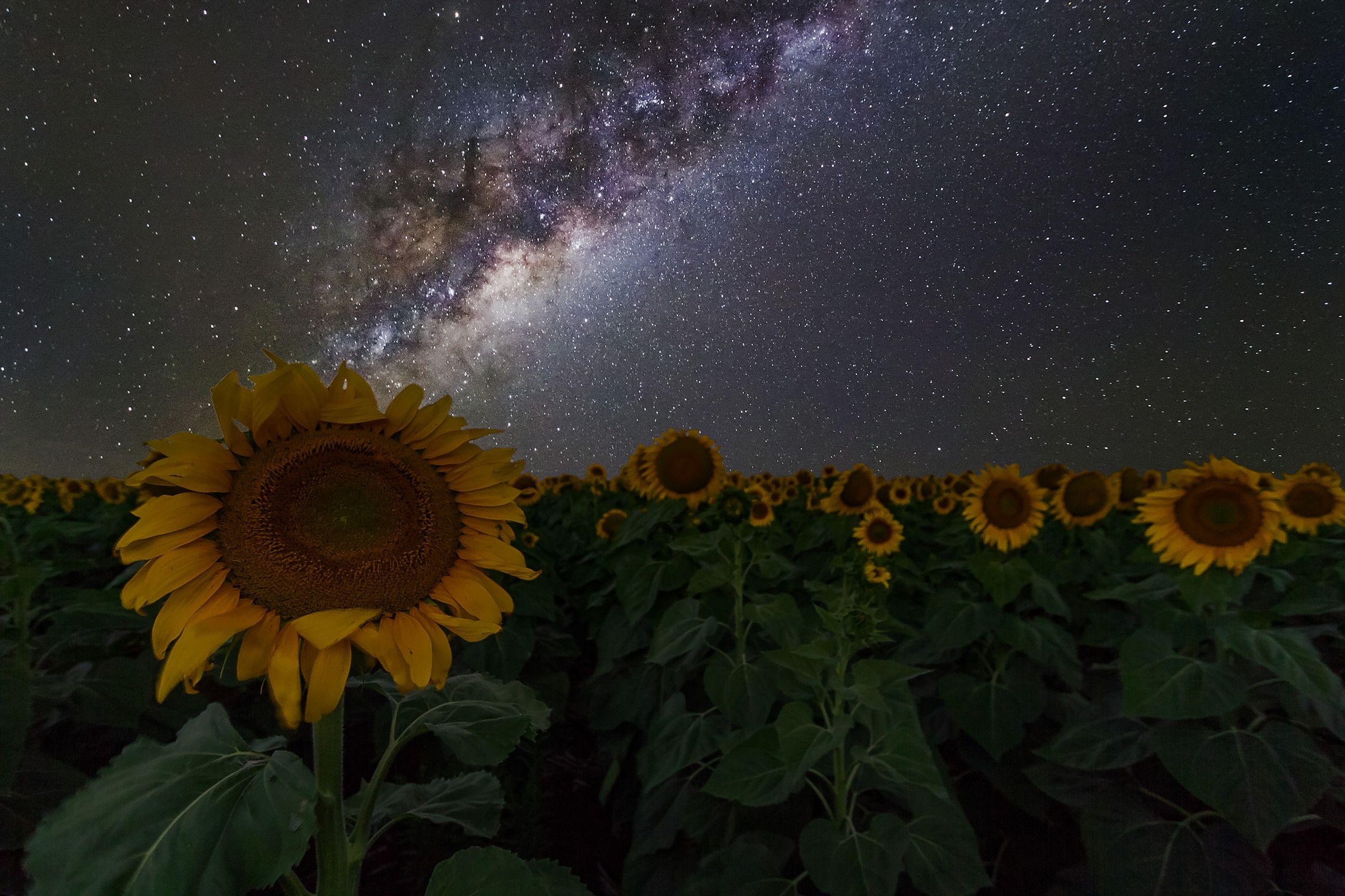 2442x1628 NIGHTSCAPES. Bjw Photography Dd. Sunflower Wallpaper, Sunflower Art, Galaxy Wallpaper