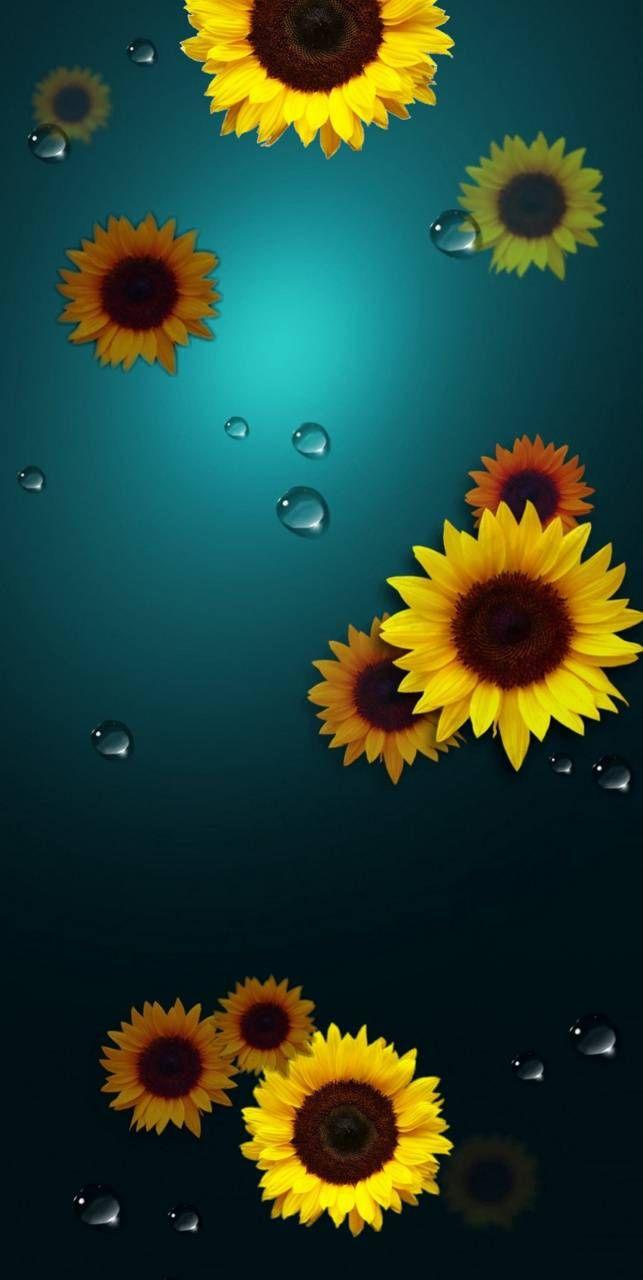 643x1280 Download Note 10 sunflower Wallpaper by Tandi04 now. Browse million. Flower background wallpaper, Sunflower wallpaper, HD nature wallpaper