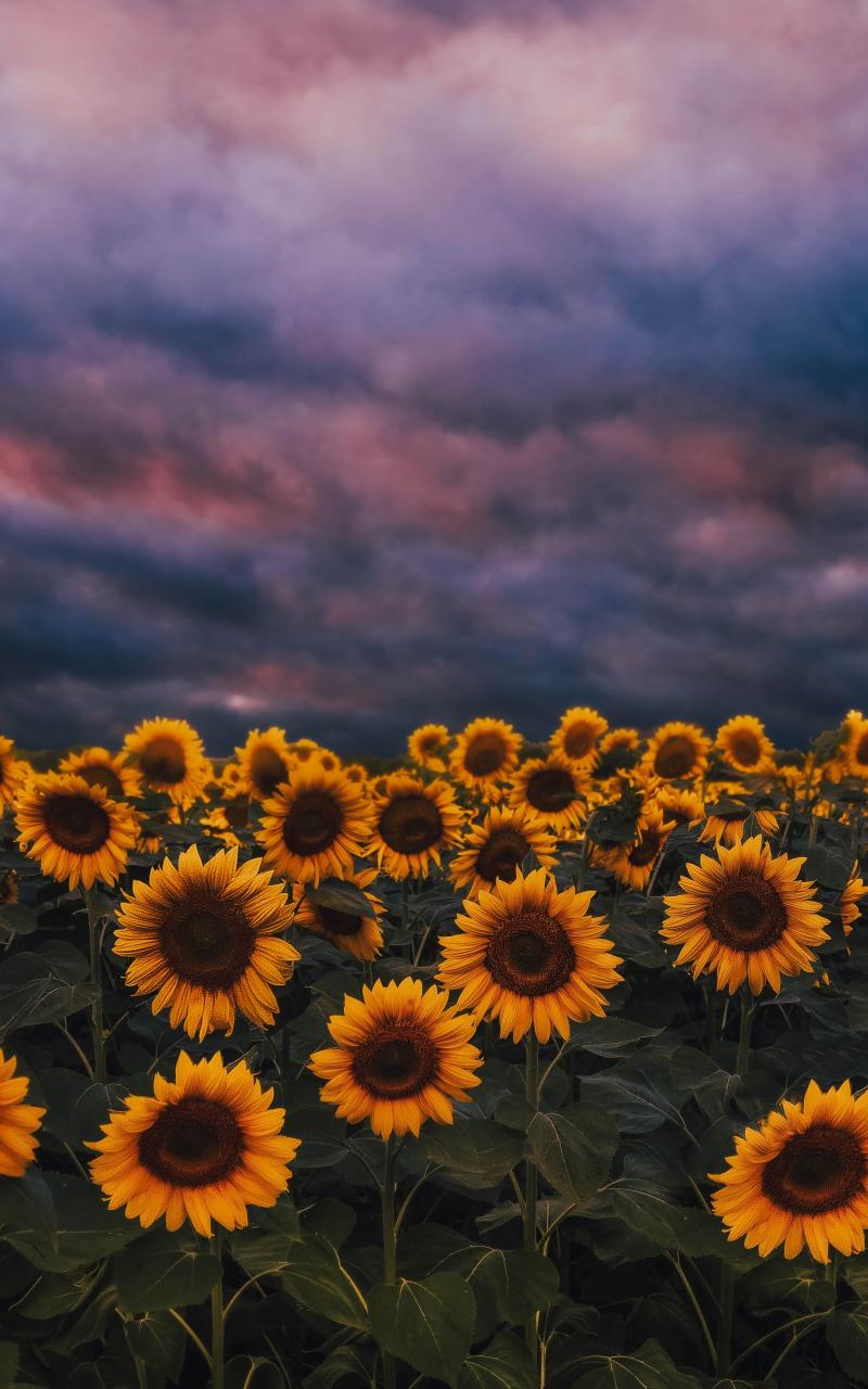 800x1280 Download 800x1280 Wallpaper Sunflower Farm, Sunset, Cloudy Day, Samsung Galaxy Note Gt N Meizu Mx 800x1280 HD Image Background