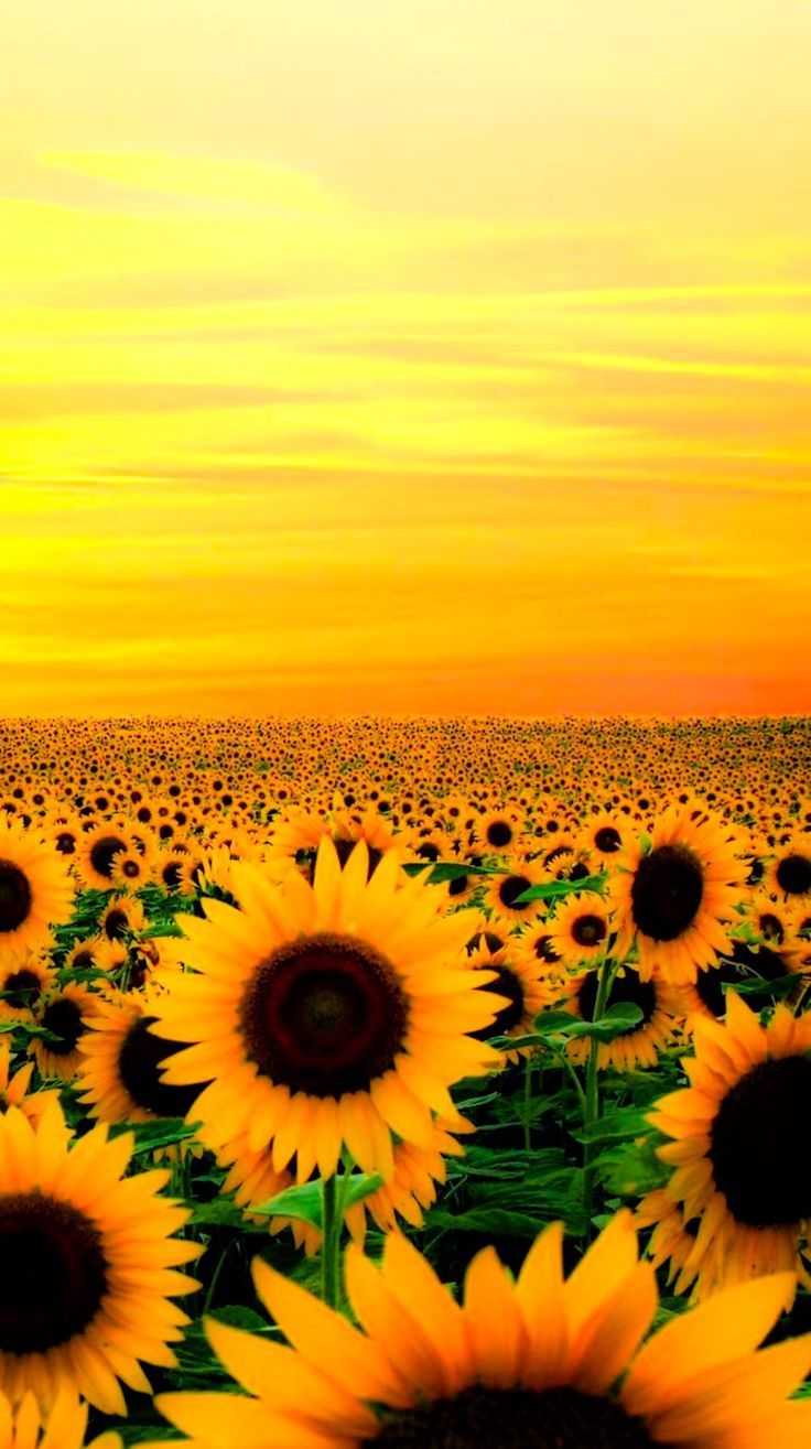 736x1315 Sunflower Wallpaper