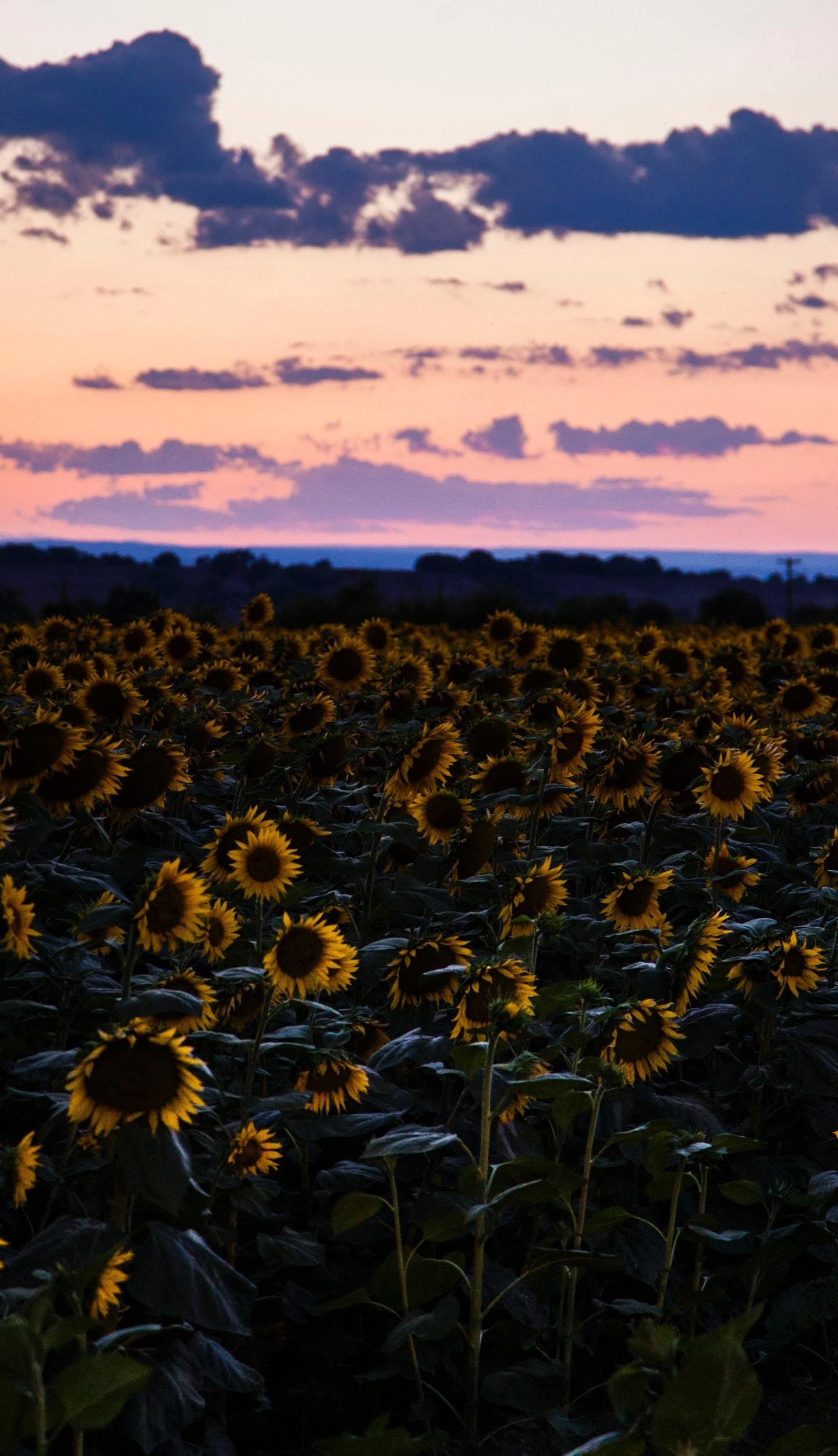 1440x2500 Download 1440x2630 wallpaper sunflowers, flowers field, sunset, samsung galaxy note 1440x2630 HD image, background, 8734
