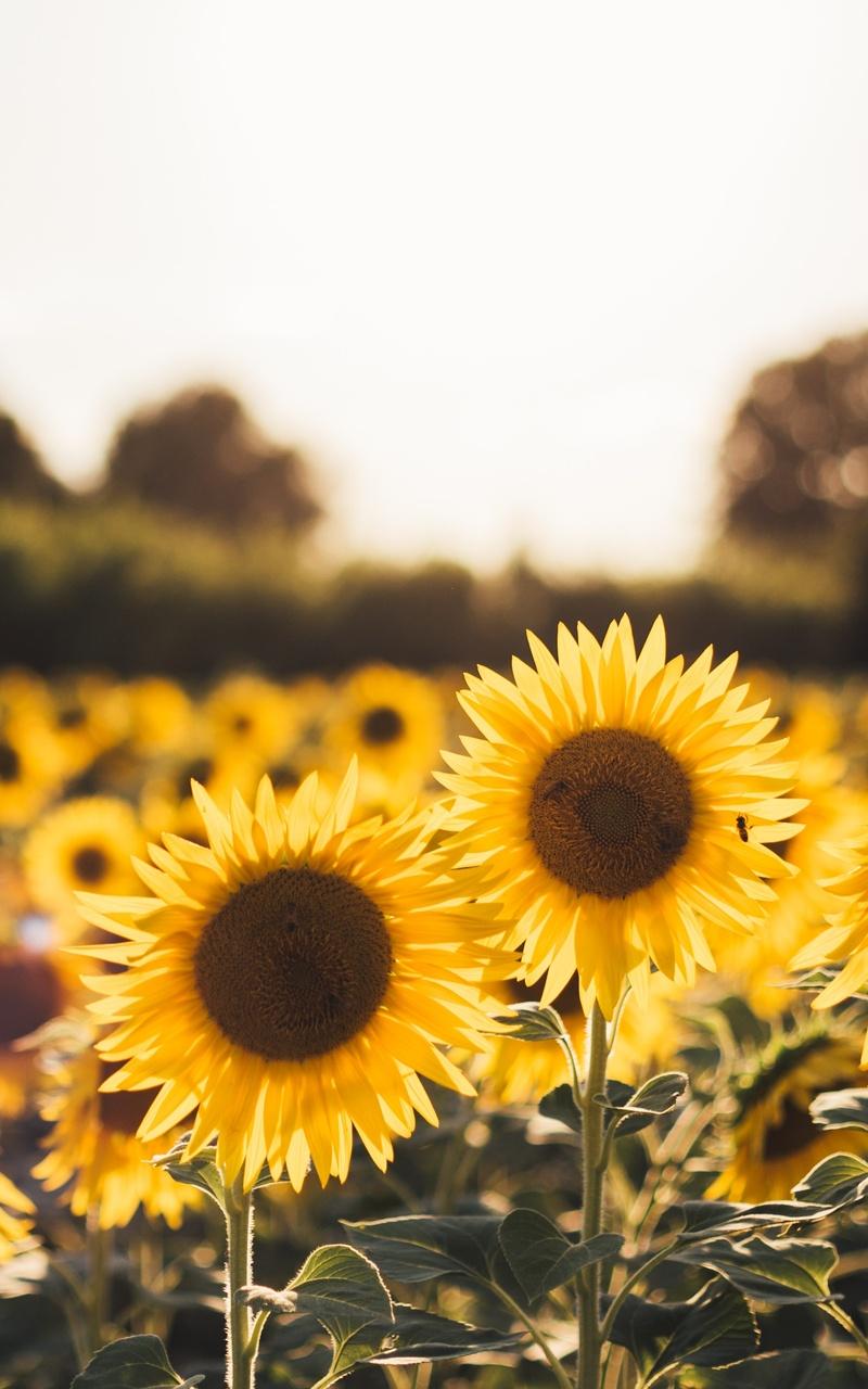 800x1280 Sunflowers Nexus Samsung Galaxy Tab Note Android Tablets HD 4k Wallpaper, Image, Background, Photo and Picture