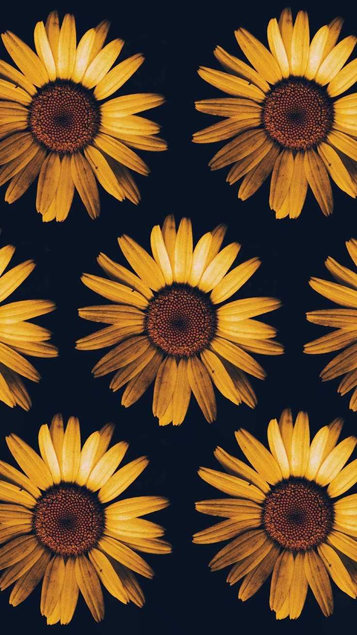 736x1308 Sunflower Wallpaper