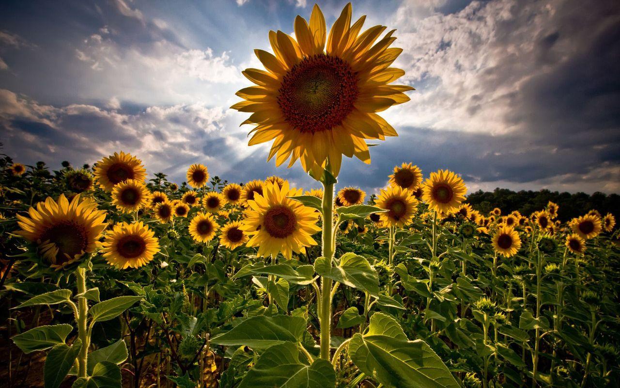 1280x800 Wallpaper For Your Galaxy Tab Of Sunflowers
