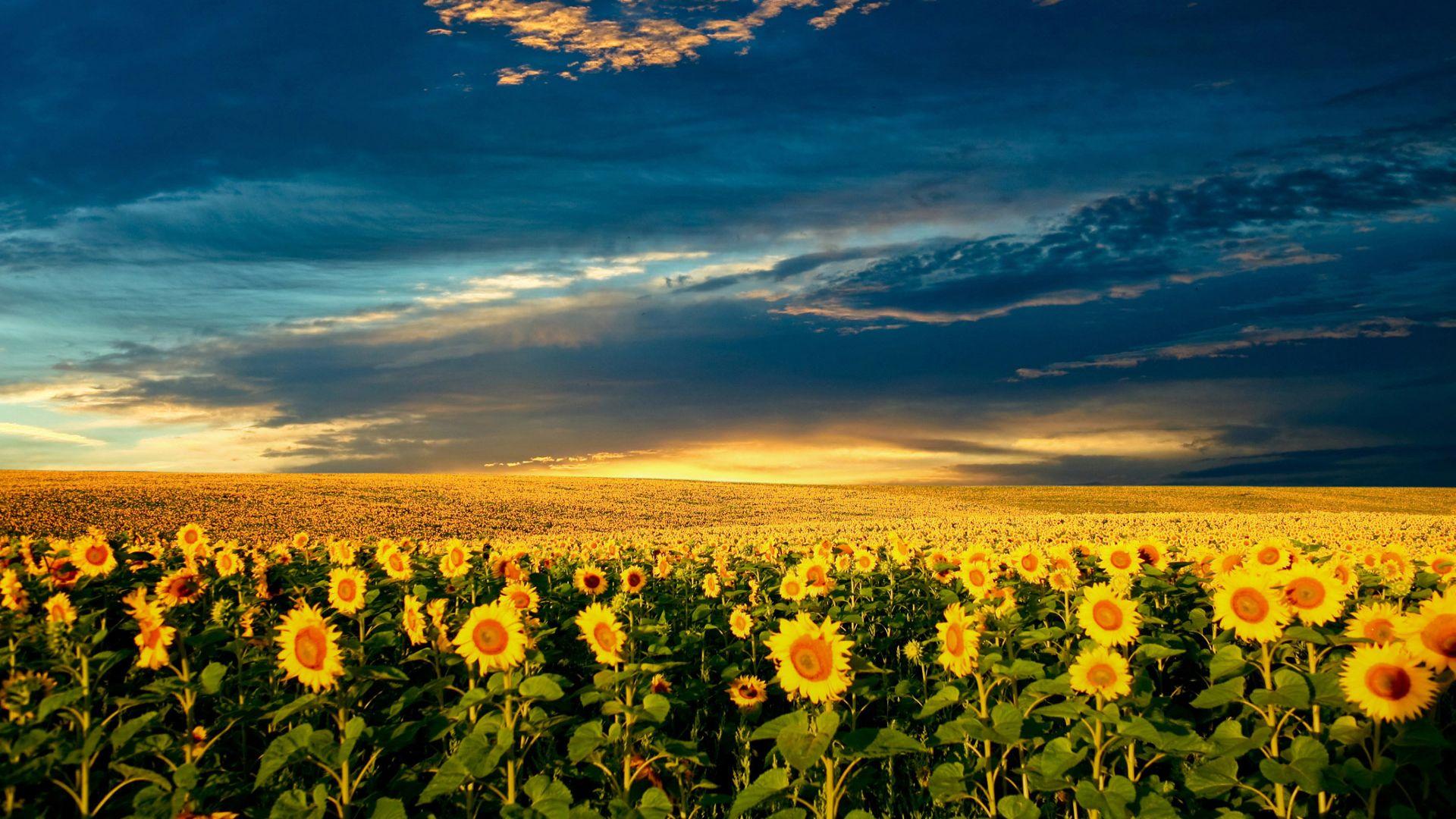1920x1080 Free download Sunflower Wallpaper HD Samsung Galaxy S4 Active Smartphone Blog [1920x1080] for your Desktop, Mobile & Tablet. Explore Sunflower Background. Sunflower Wallpaper, Sunflower Wallpaper for Kitchen