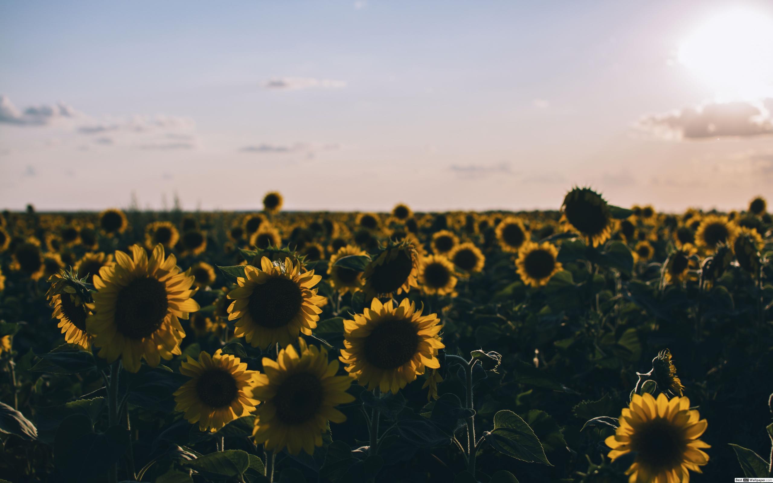 2560x1600 Sunflower field background HD wallpaper download