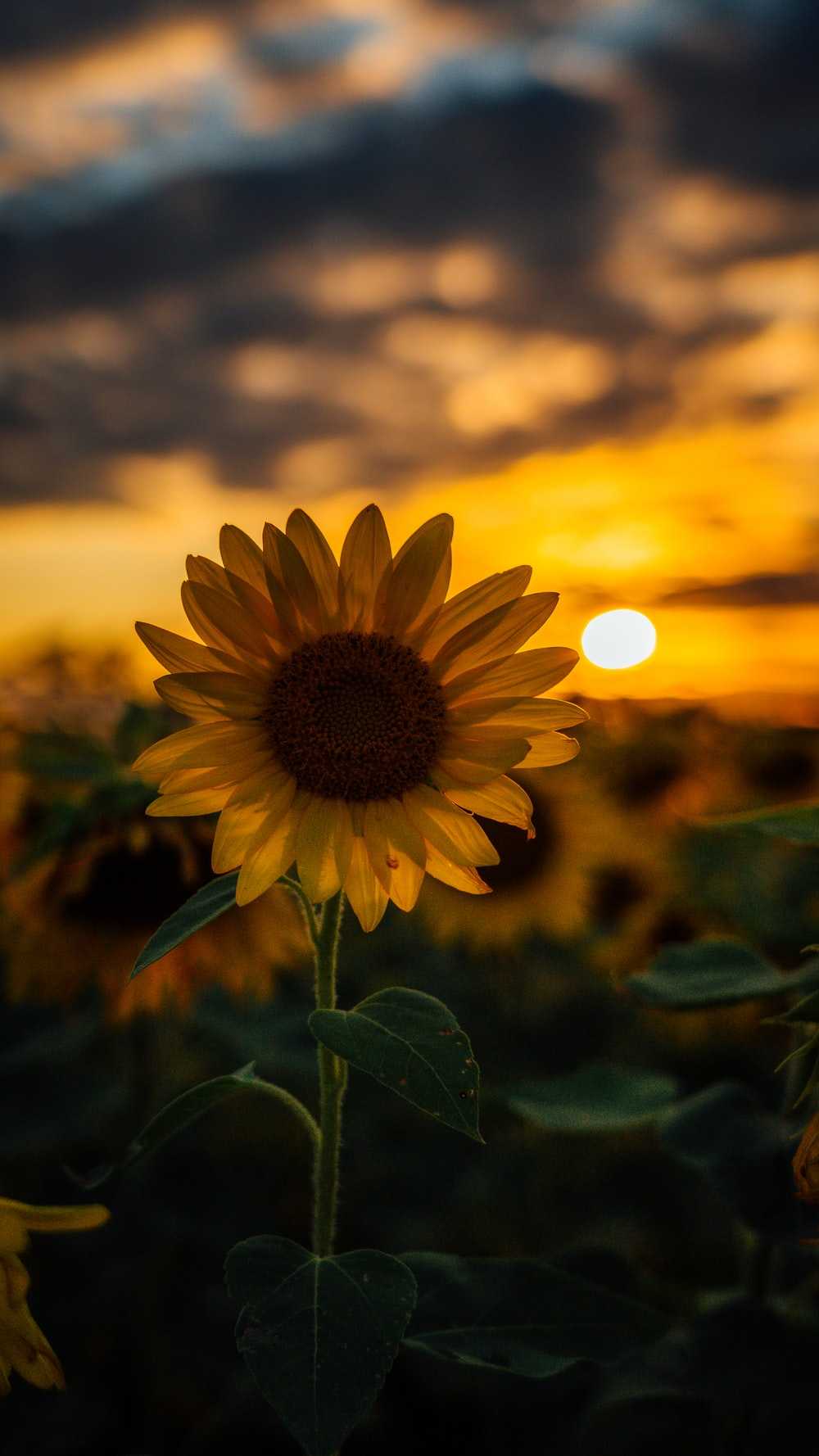 1000x1778 Sunflower Wallpaper