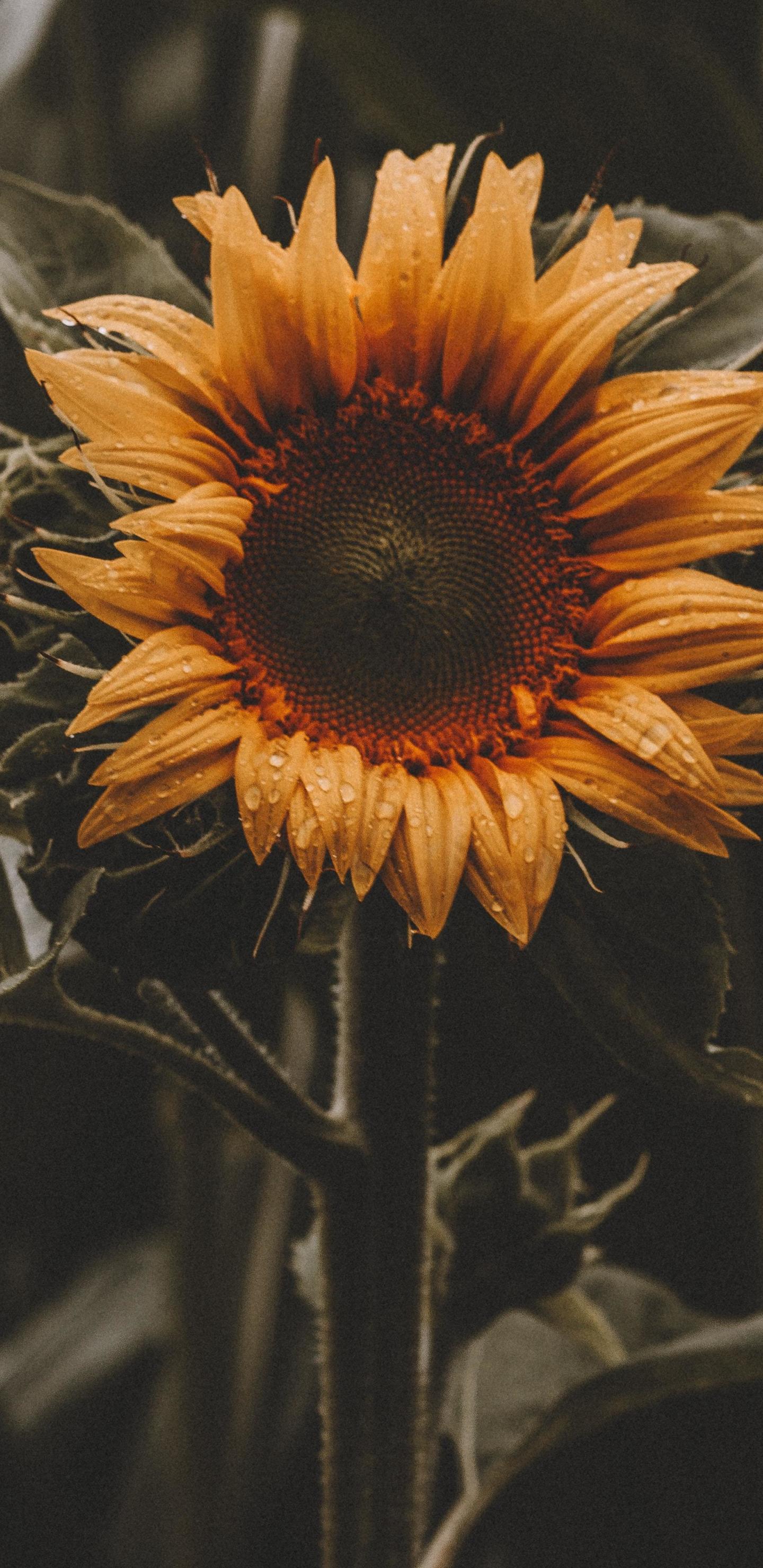 1440x2960 Download 1440x2960 wallpaper beautiful, bloom, sunflower, yellow, samsung galaxy s samsung galaxy s8 plus, 1440x2960 HD image, background, 9086