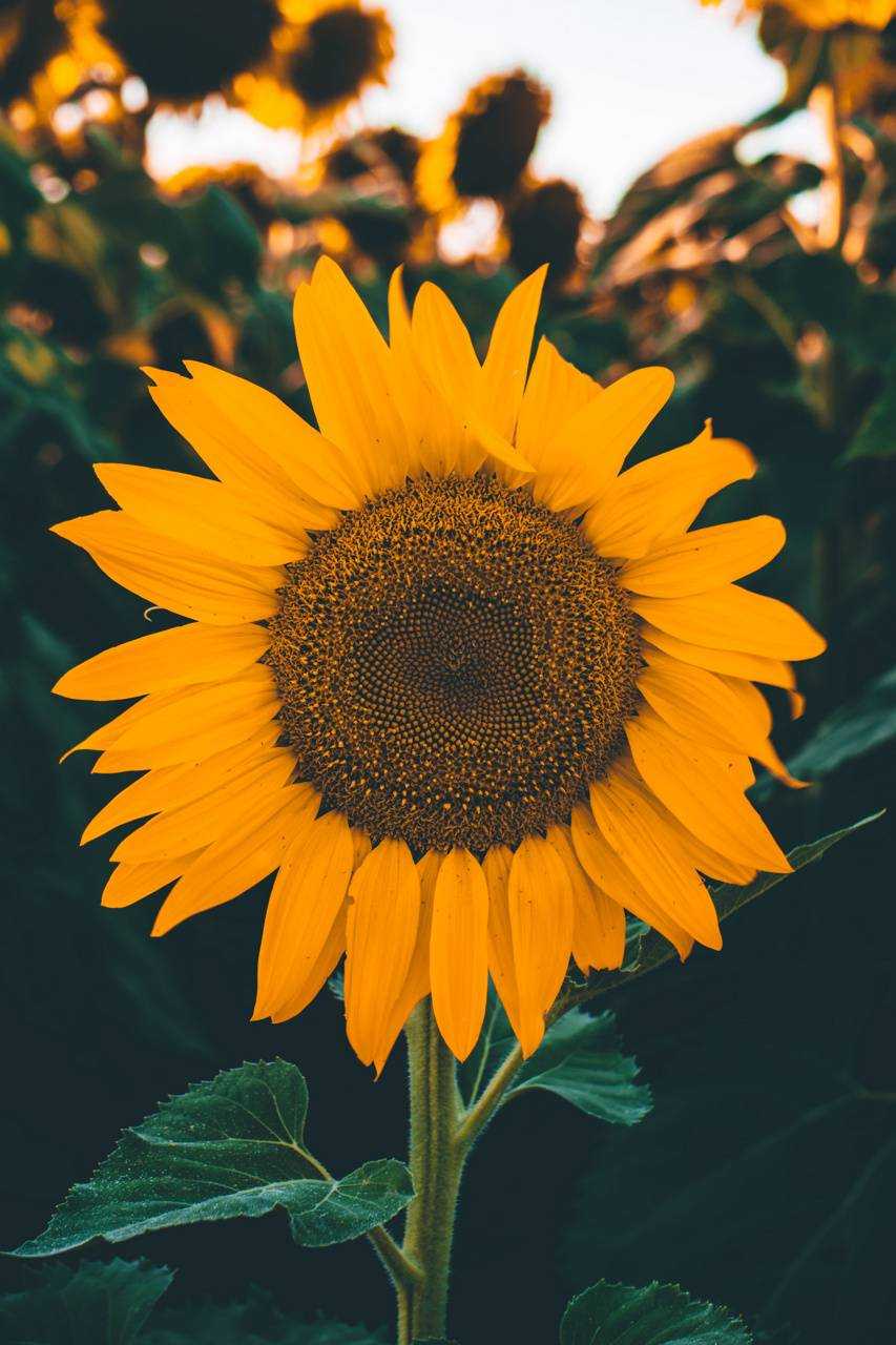 853x1280 Sunflower Wallpaper