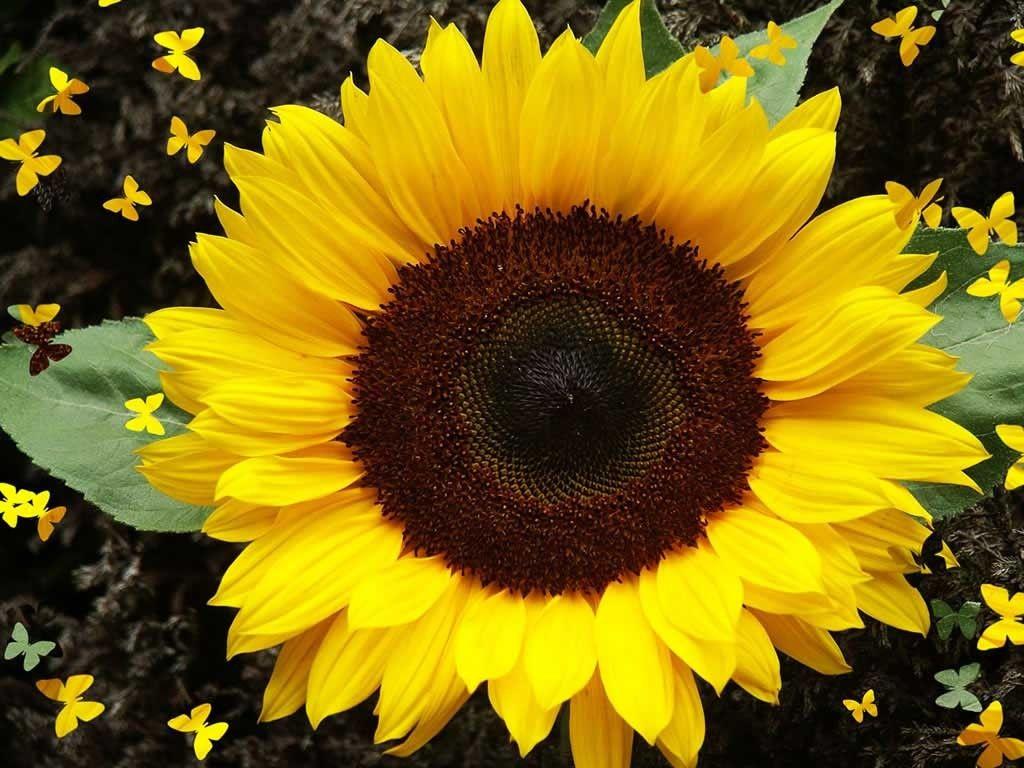 sunflower post malone