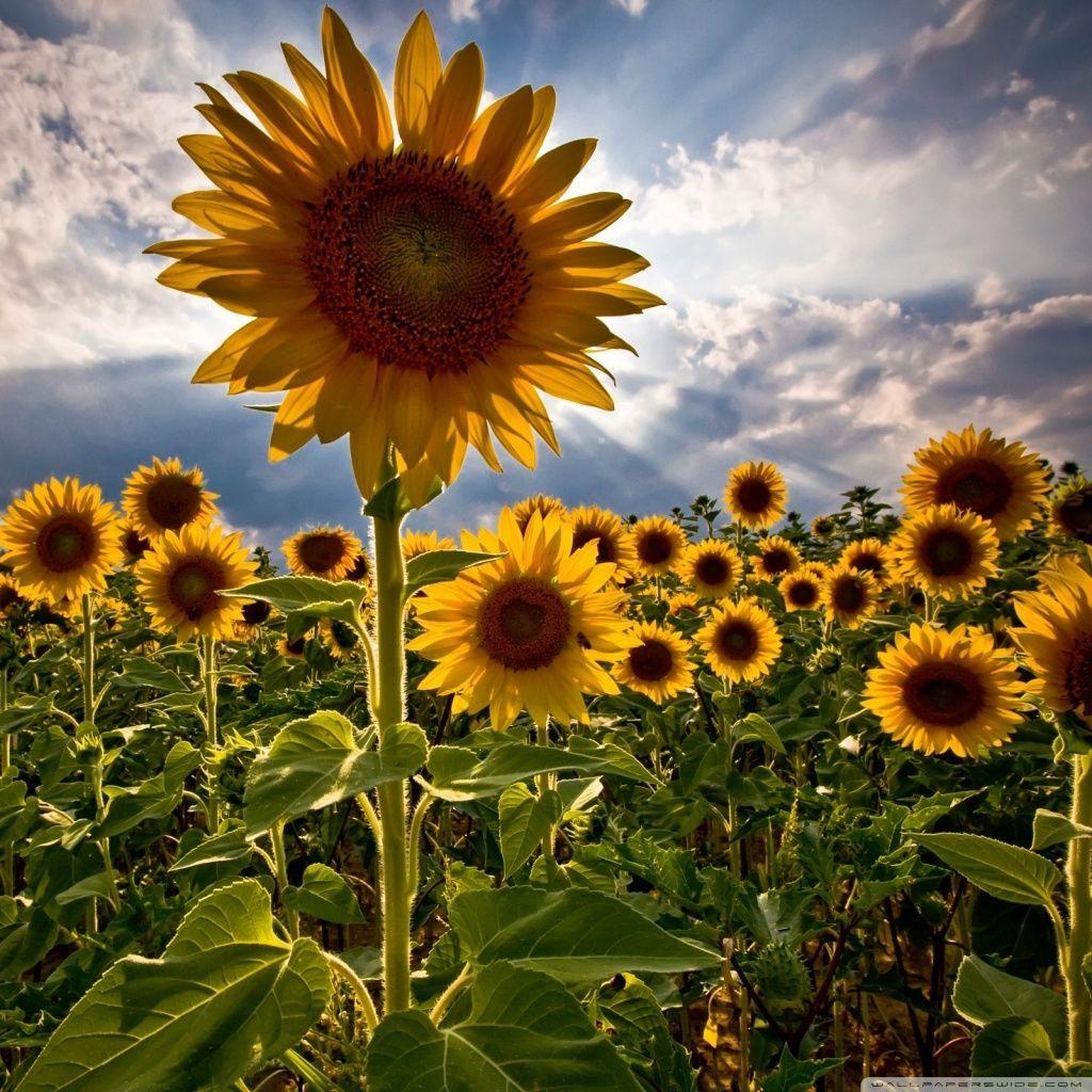 1024x1024 Sunflowers Wallpaper