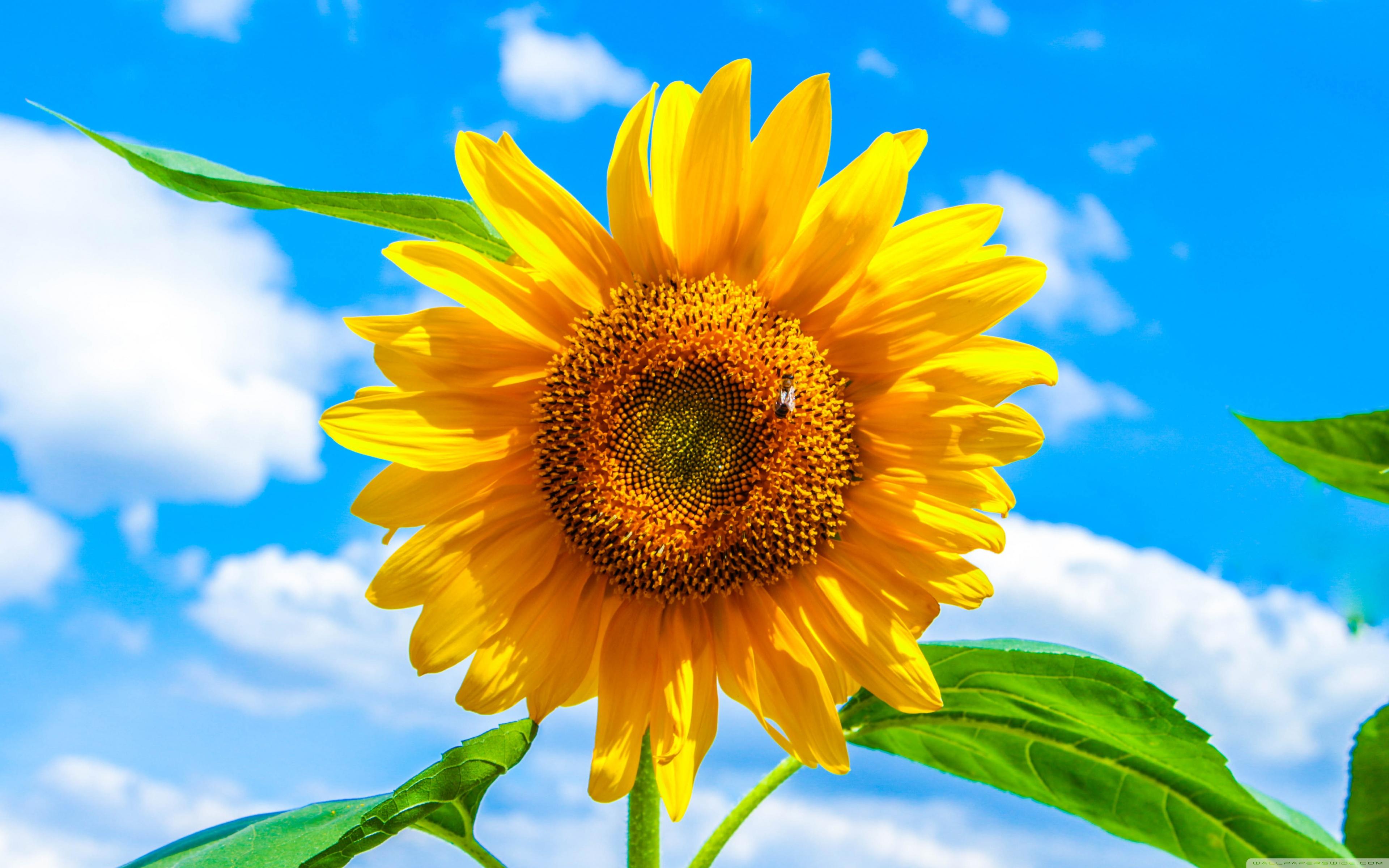 3840x2400 Sunflower Ultra HD Desktop Background Wallpaper for 4K UHD TV : Widescreen & UltraWide Desktop & Laptop : Tablet