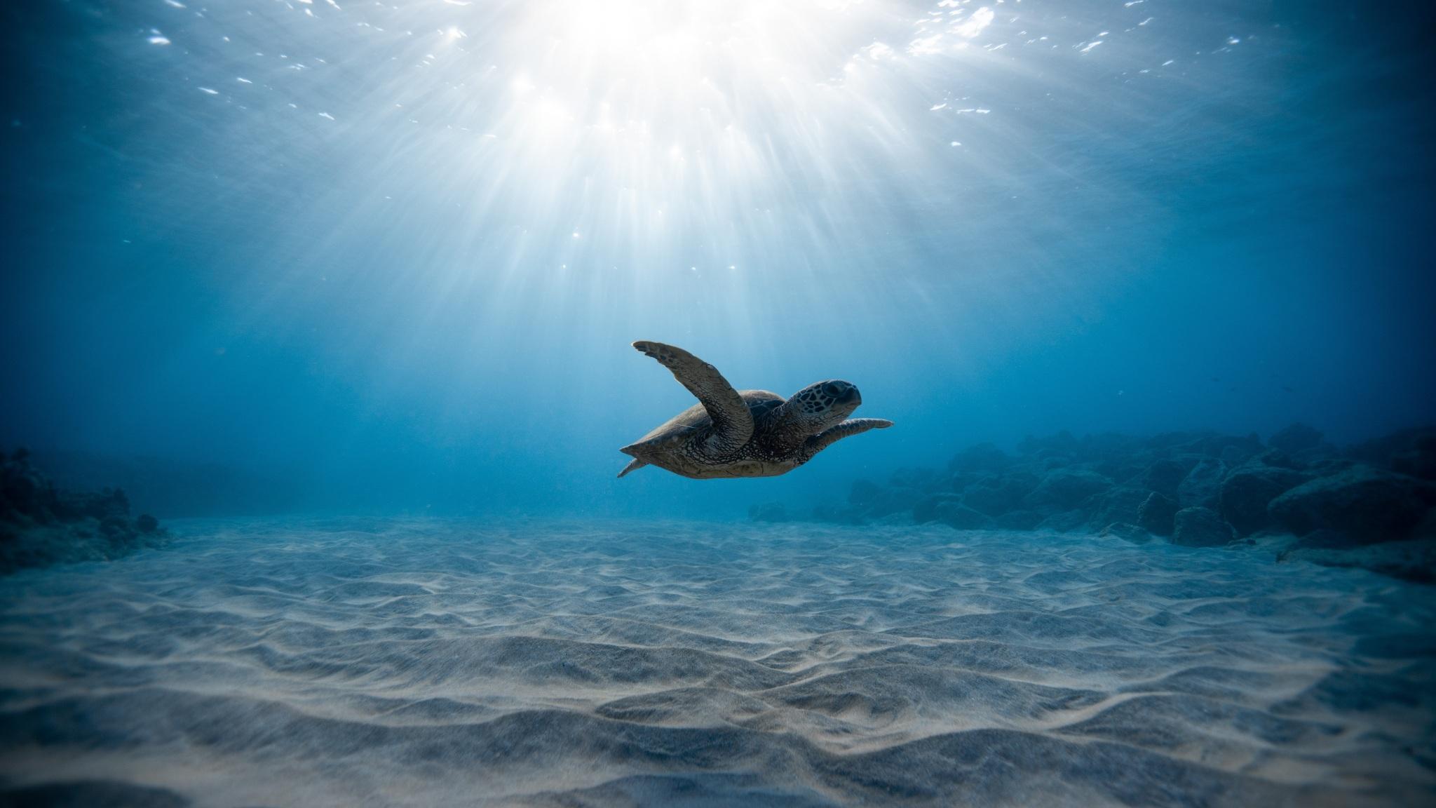 2048x1152 Wallpaper 4k Turtle Wallpaper