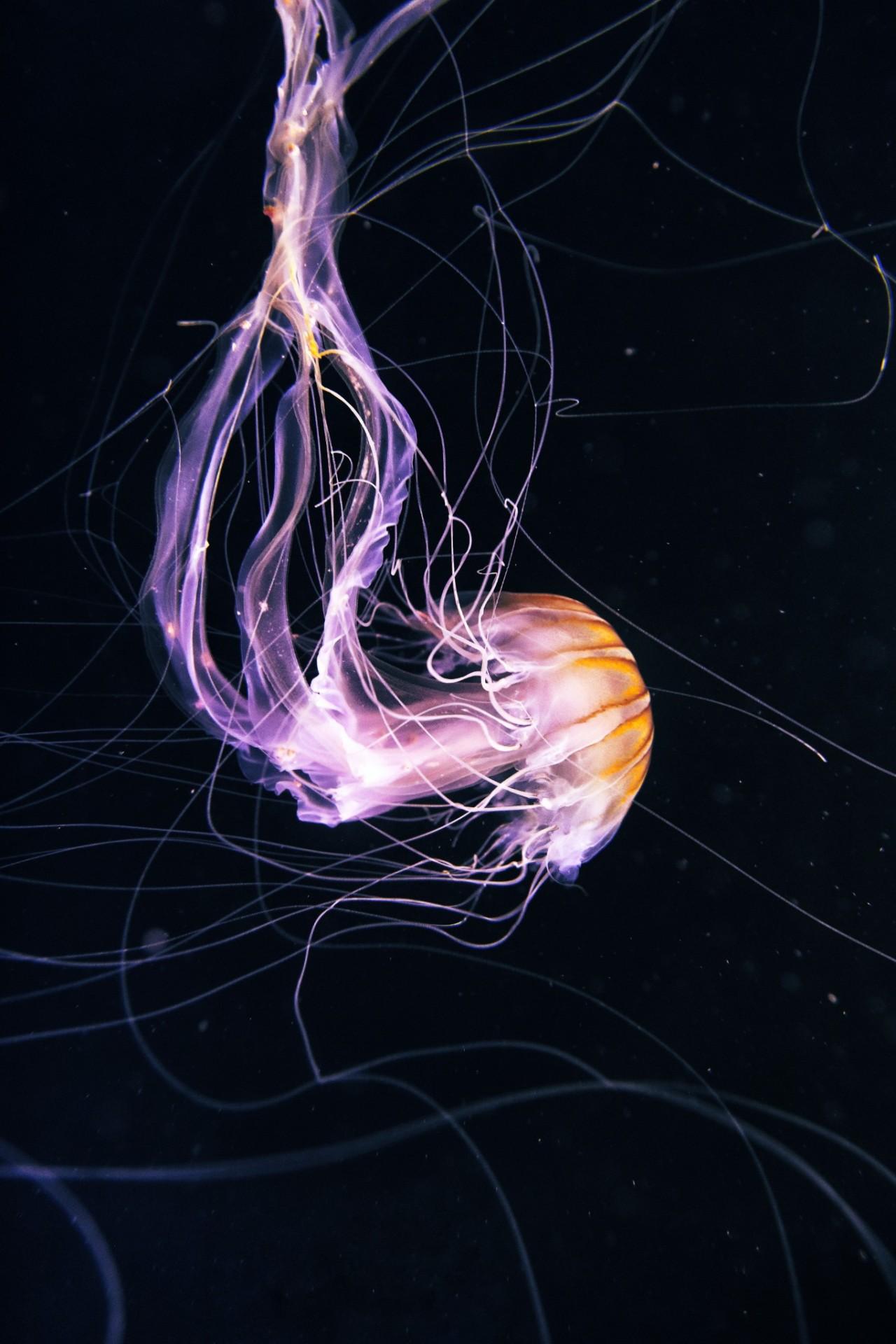 1280x1920 medusa wallpaper Tumblr posts