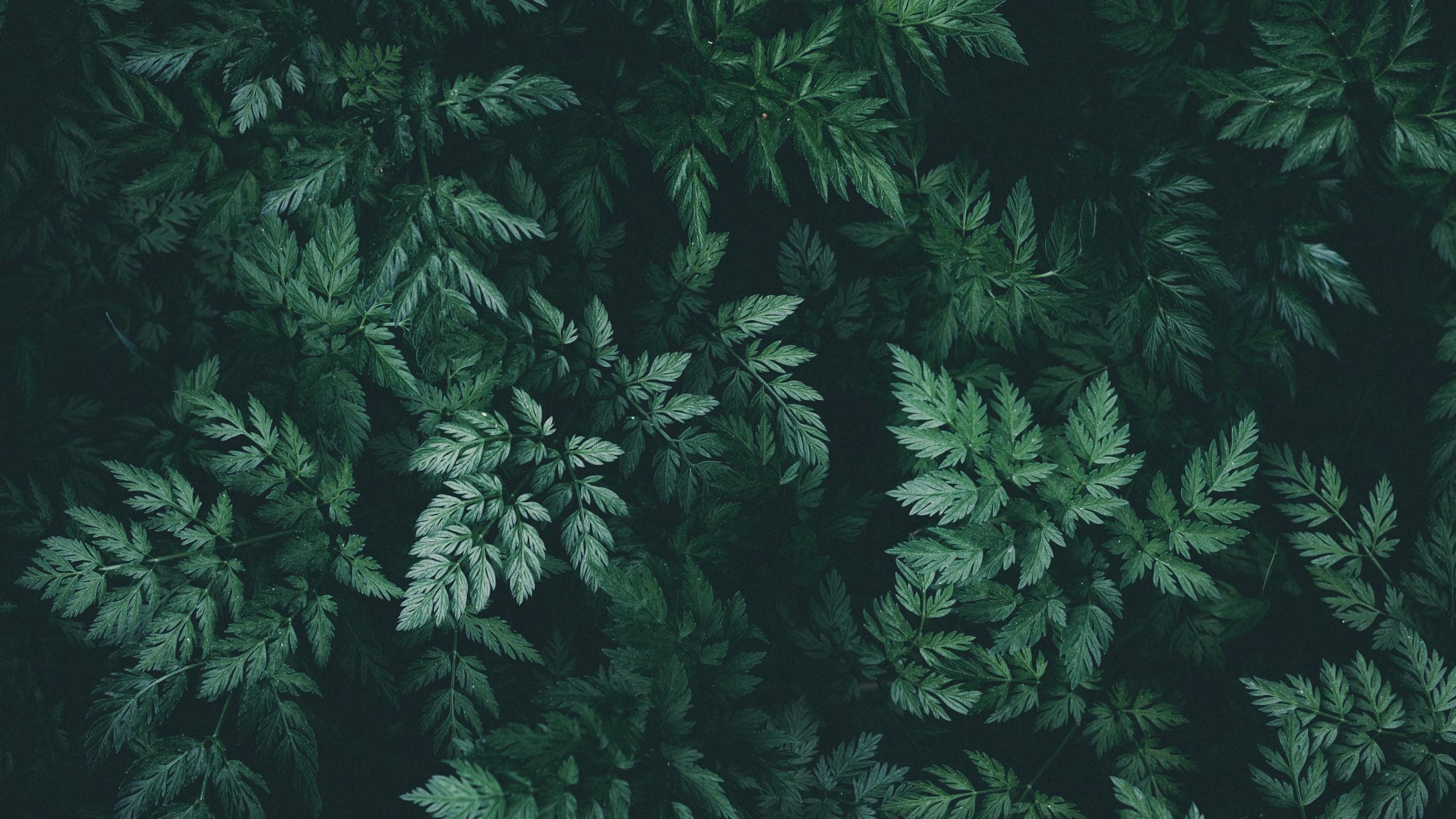 2560x1440 Wallpaper Collection All Album On Imgur Wallpaper Trees HD Wallpaper