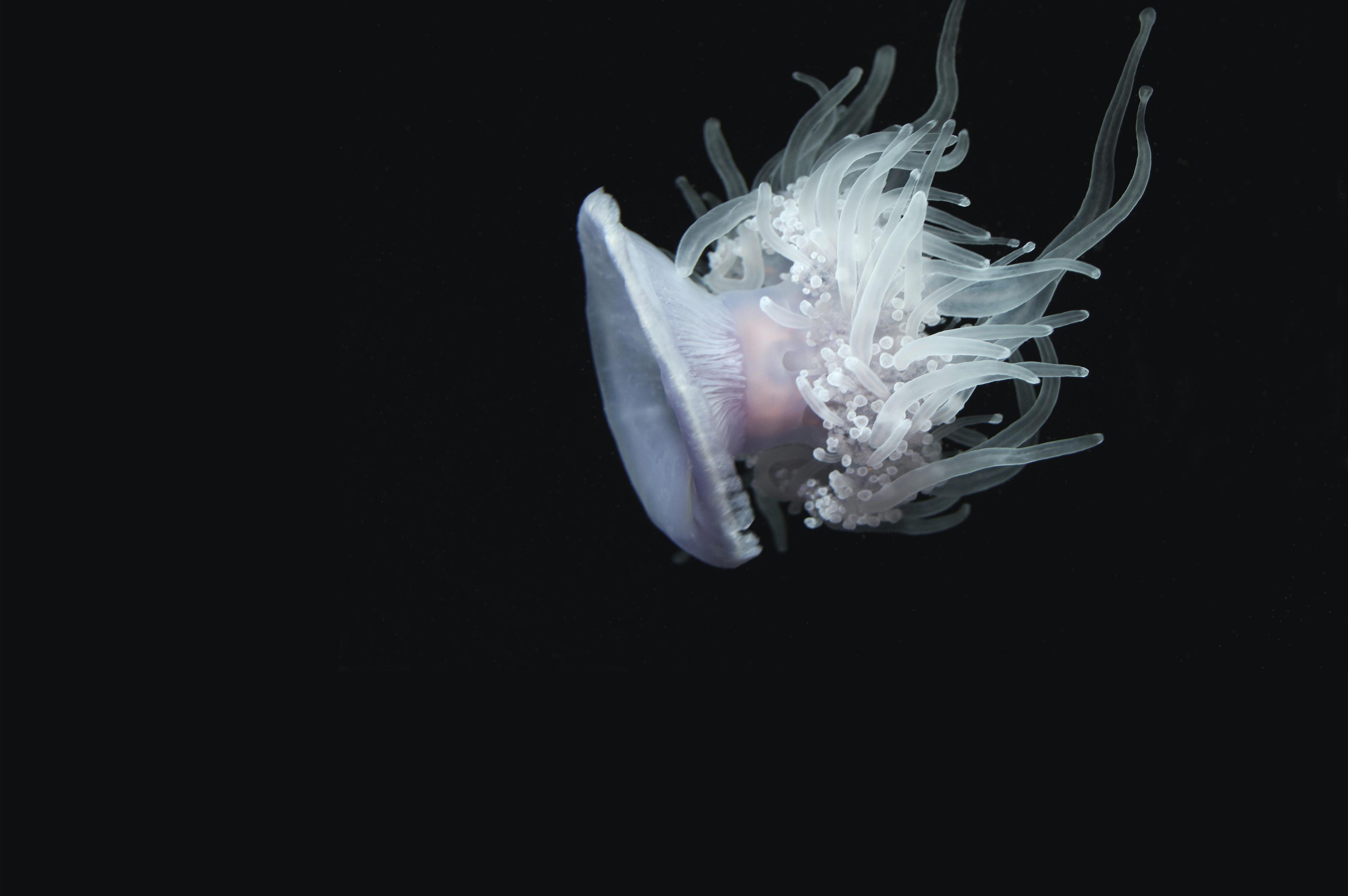 4000x2660 #artwork, #dark, #minimalism, #underwater, wallpaper. Mocah HD Wallpaper