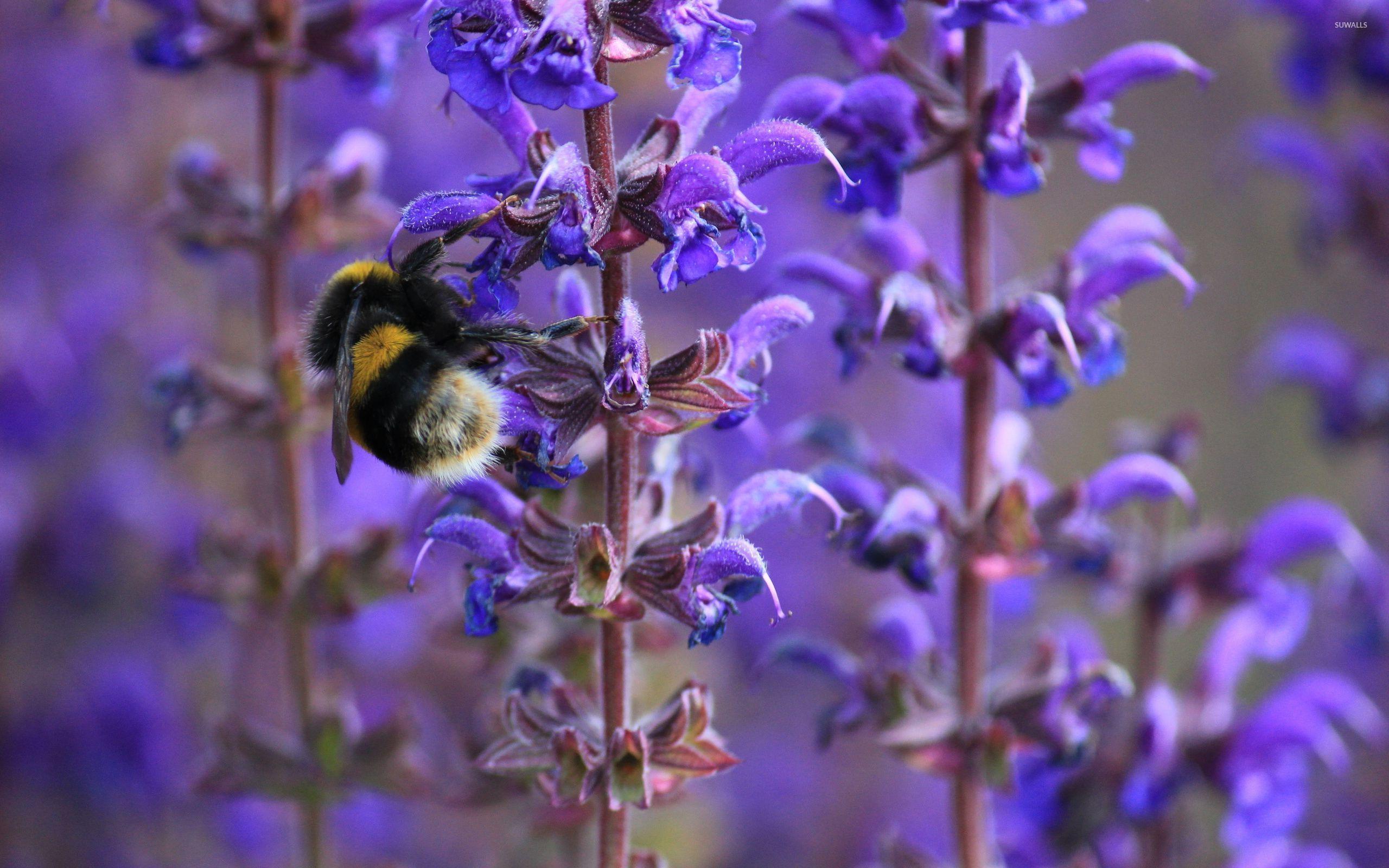 2560x1600 Bee on a purple flower wallpaper wallpaper