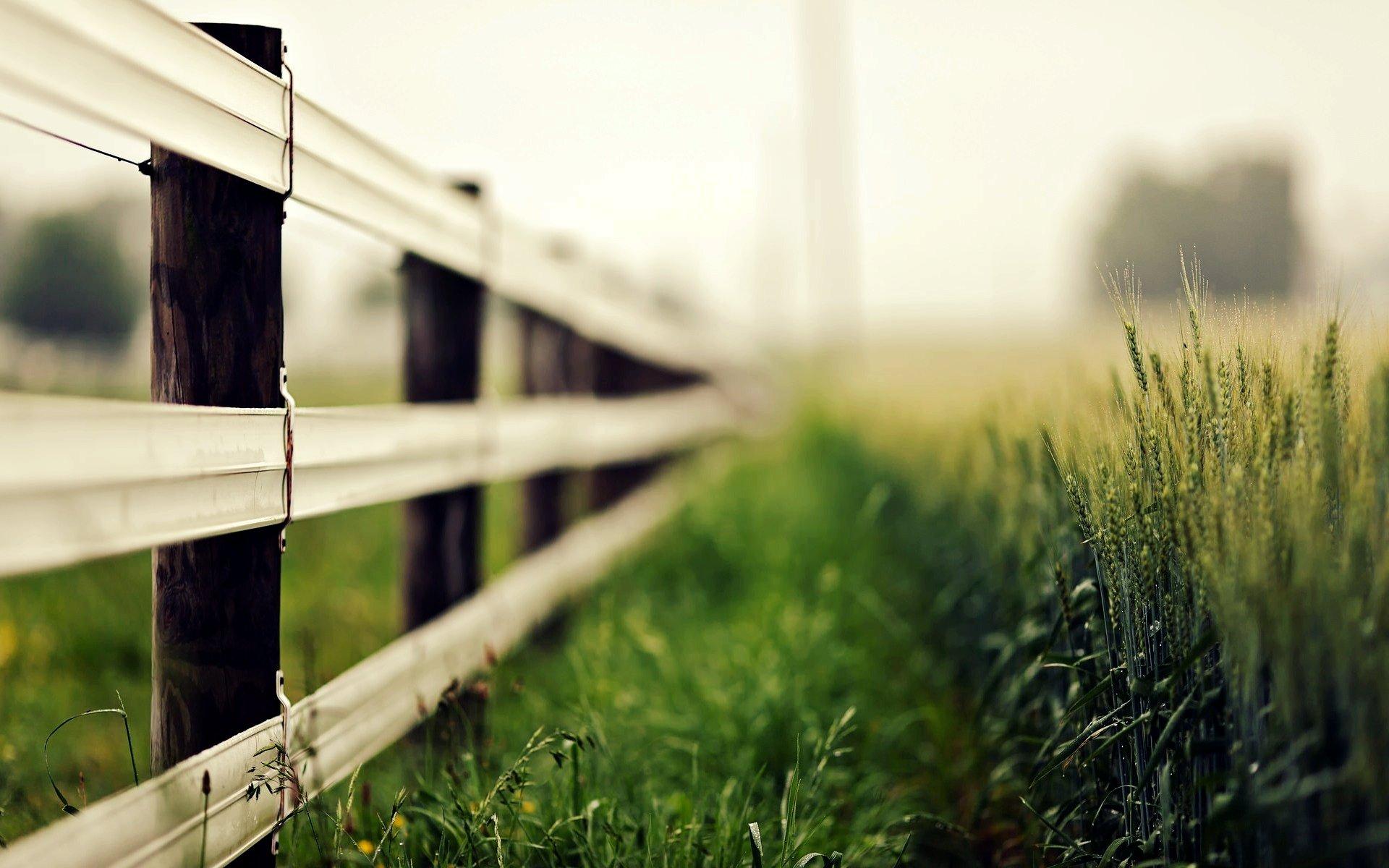1920x1200 px Blur ears fence grass macro nature Rye Wheat