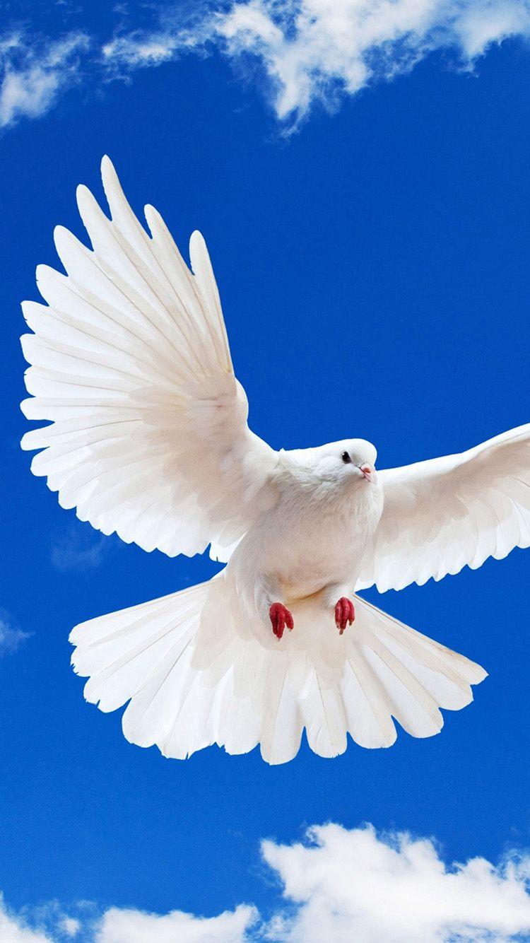 750x1334 White Doves Wallpaper