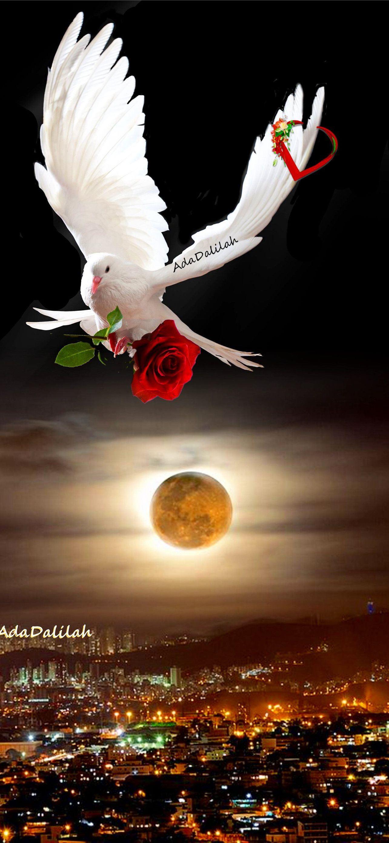 Dove iPhone Wallpapers Top Free Dove iPhone Backgrounds WallpaperAccess