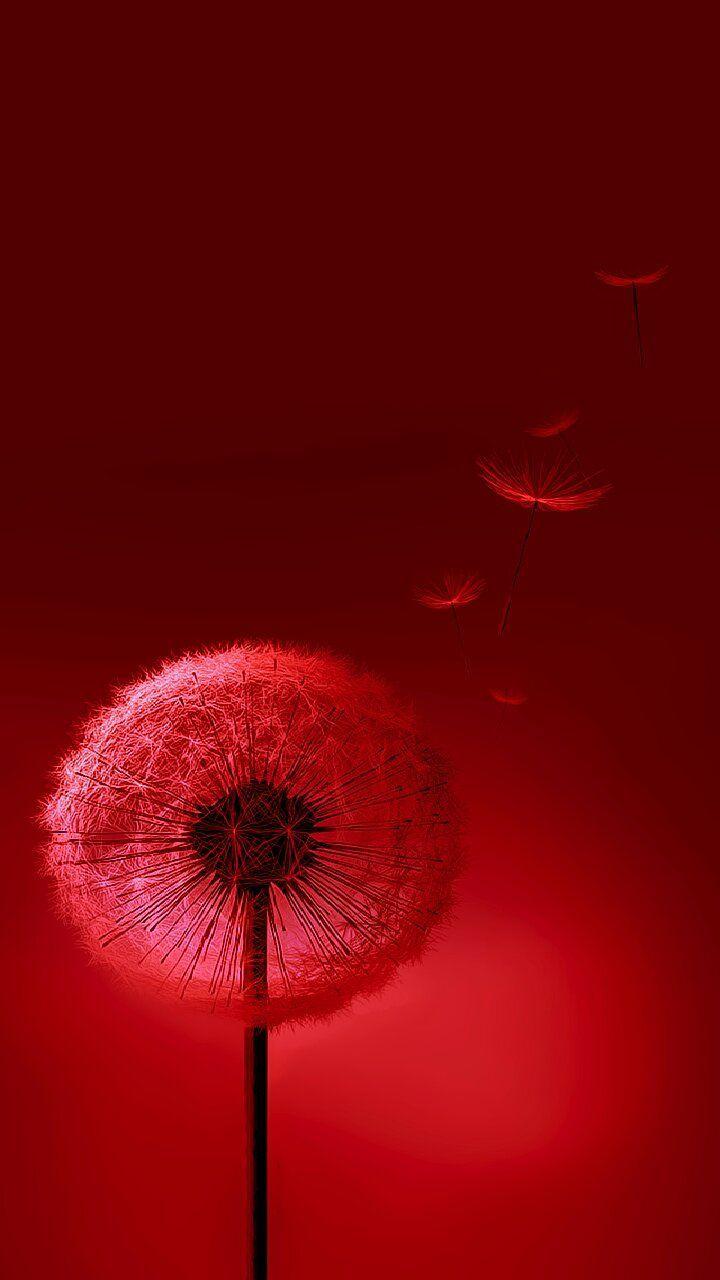 720x1280 HD Wallpaper 7. Mobile Wallpaper Android, Beautiful Wallpaper, Beautiful Flowers Wallpaper