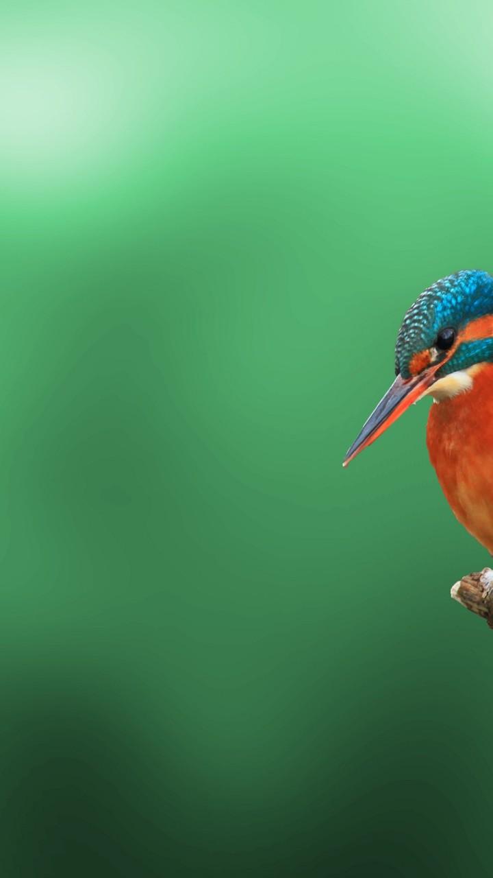 720x1280 Kingfisher Bird 4K HD Wallpaper 720x1280
