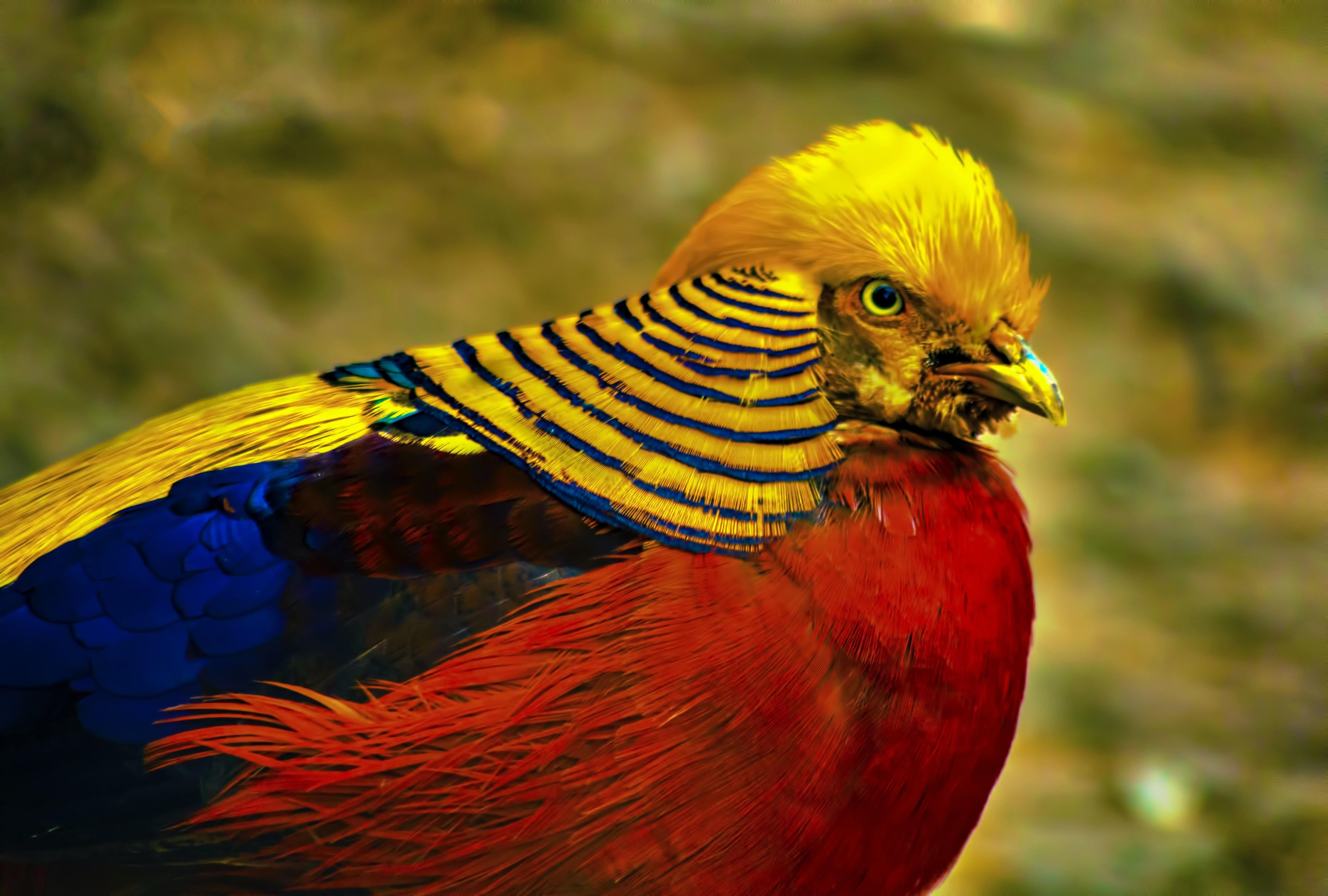 4336x2928 Male Golden Pheasant · Free