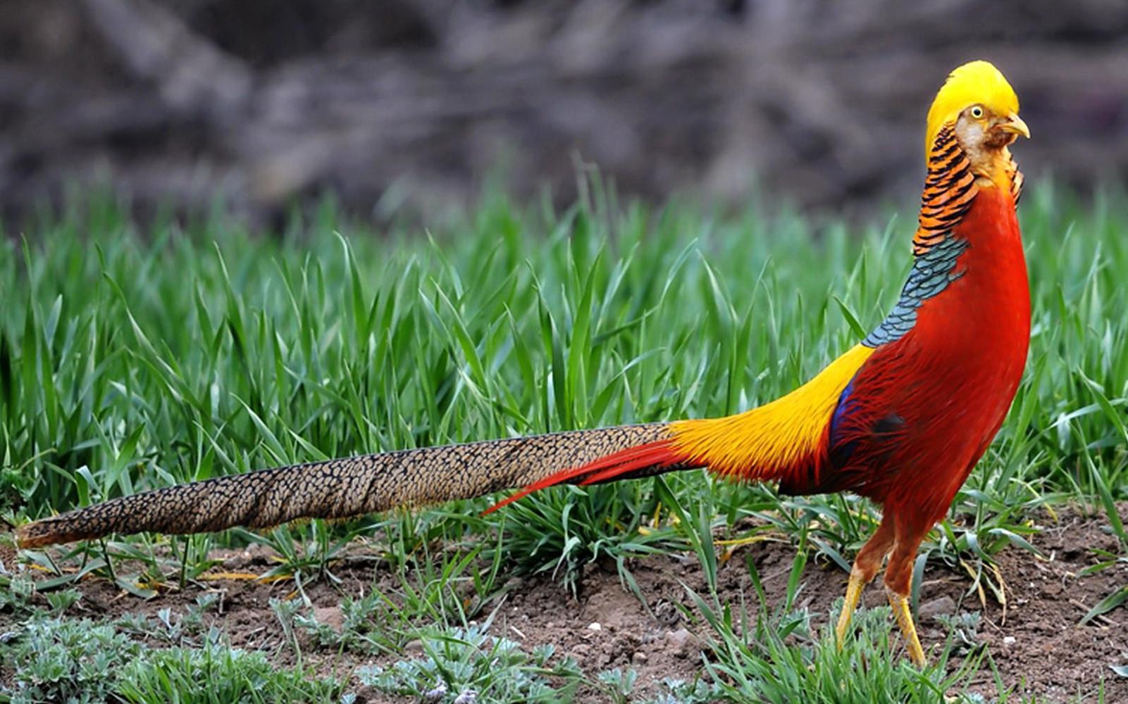 1601x1000 Golden Pheasant Bird Wallpaper