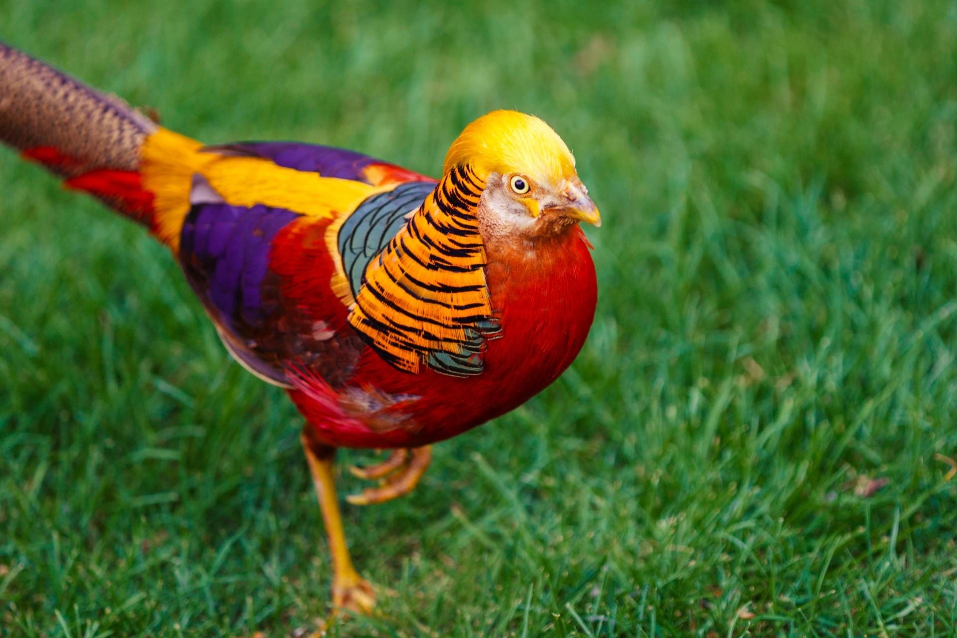 1920x1280 Free photo: Golden Pheasant, Beautiful, Bird