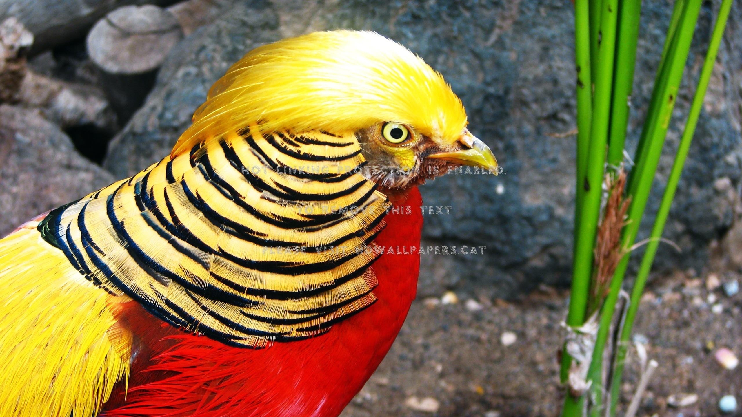 2560x1440 Golden Pheasant Viu Pasari Exotice Animals