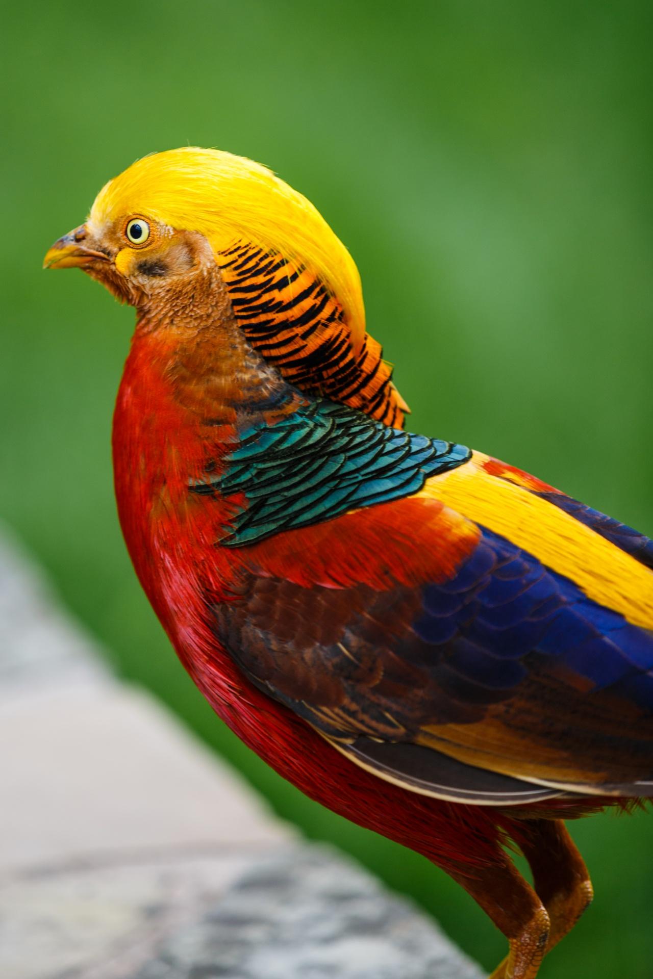1280x1920 Golden Pheasant Free Domain Picture